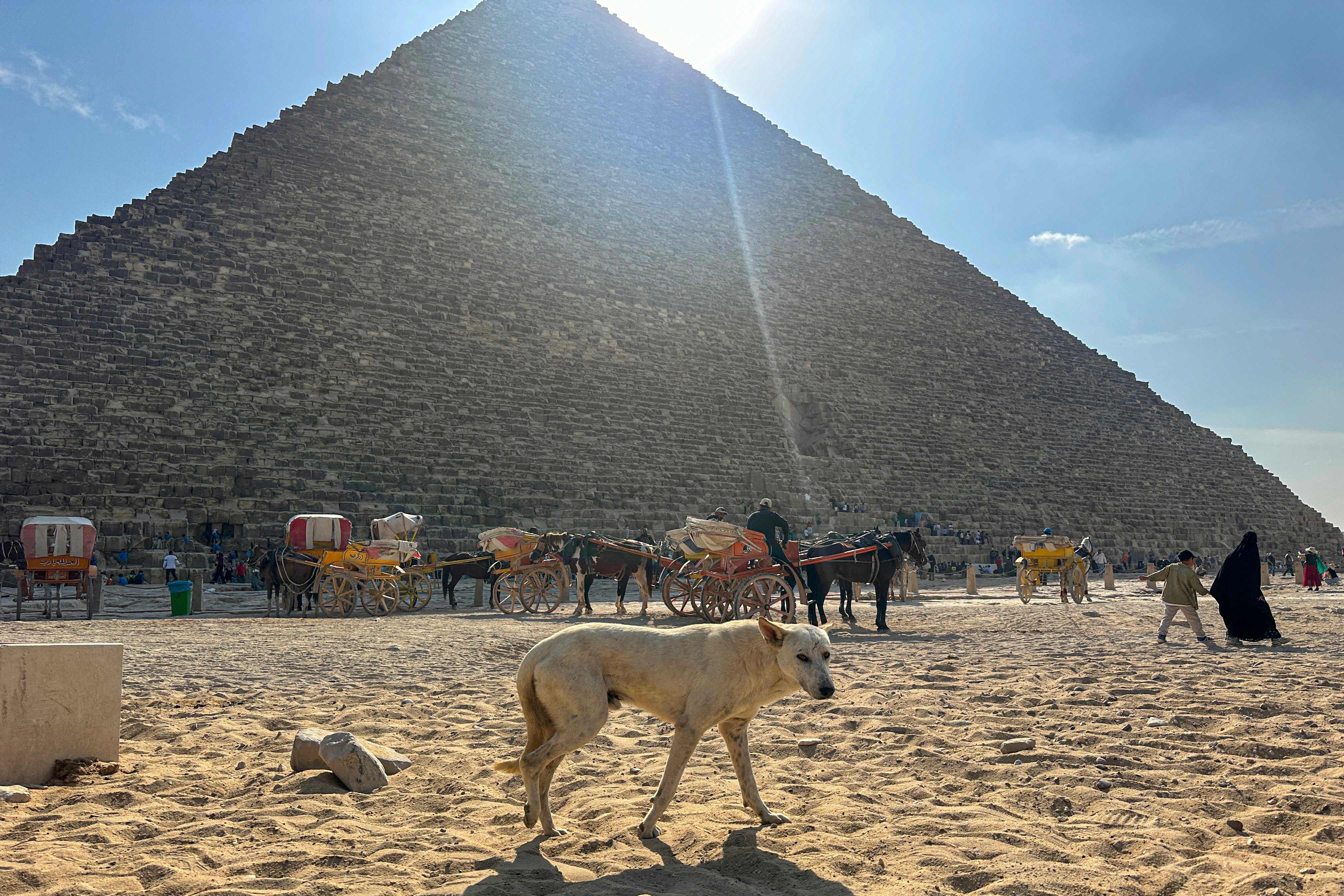 A stray dog wanders around of the Great Pyramid of Khoufou. Photo: AFP