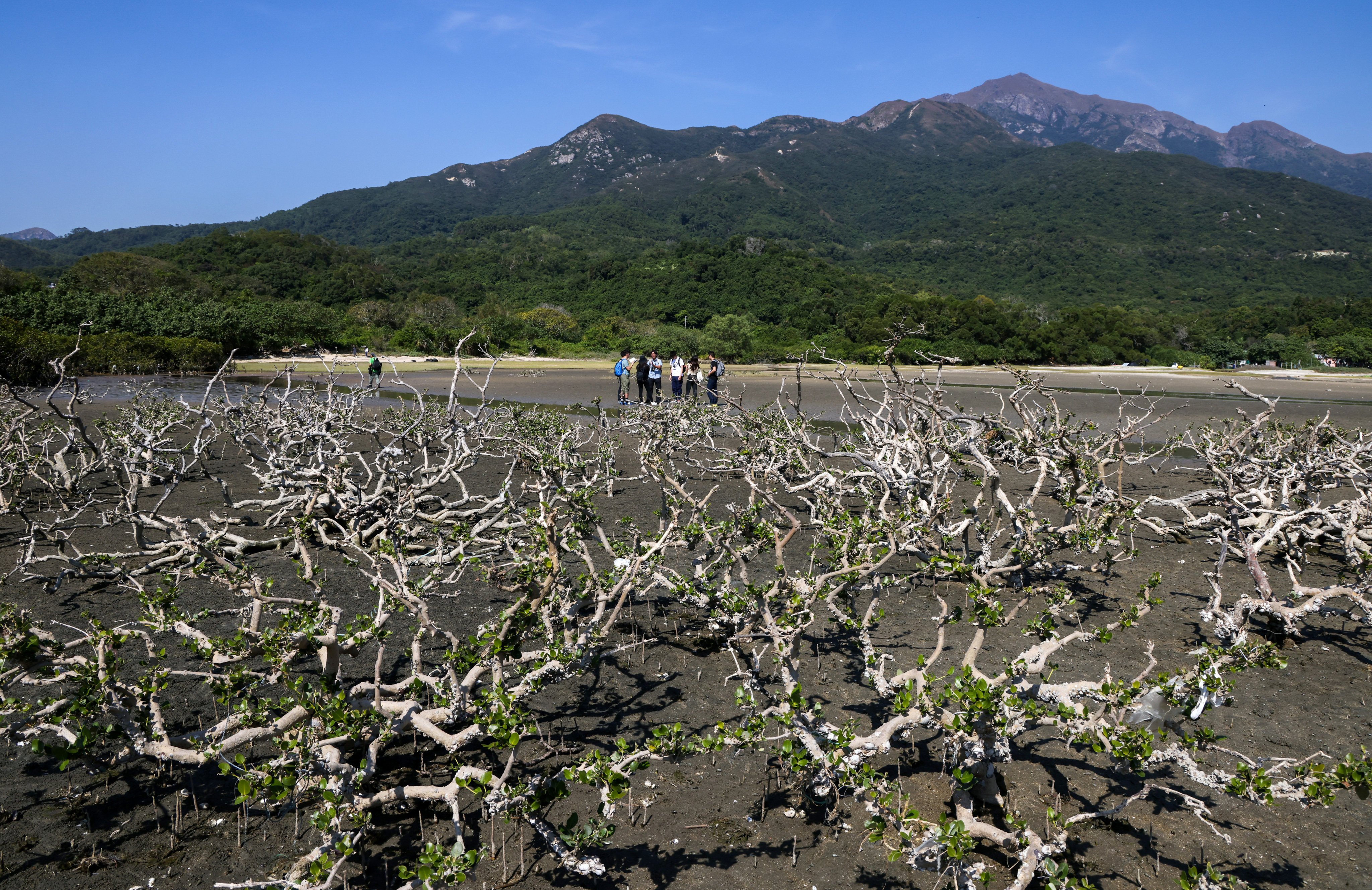 Discover the fascinating creatures that call Lantau Island home. Photo: Dickson Lee  