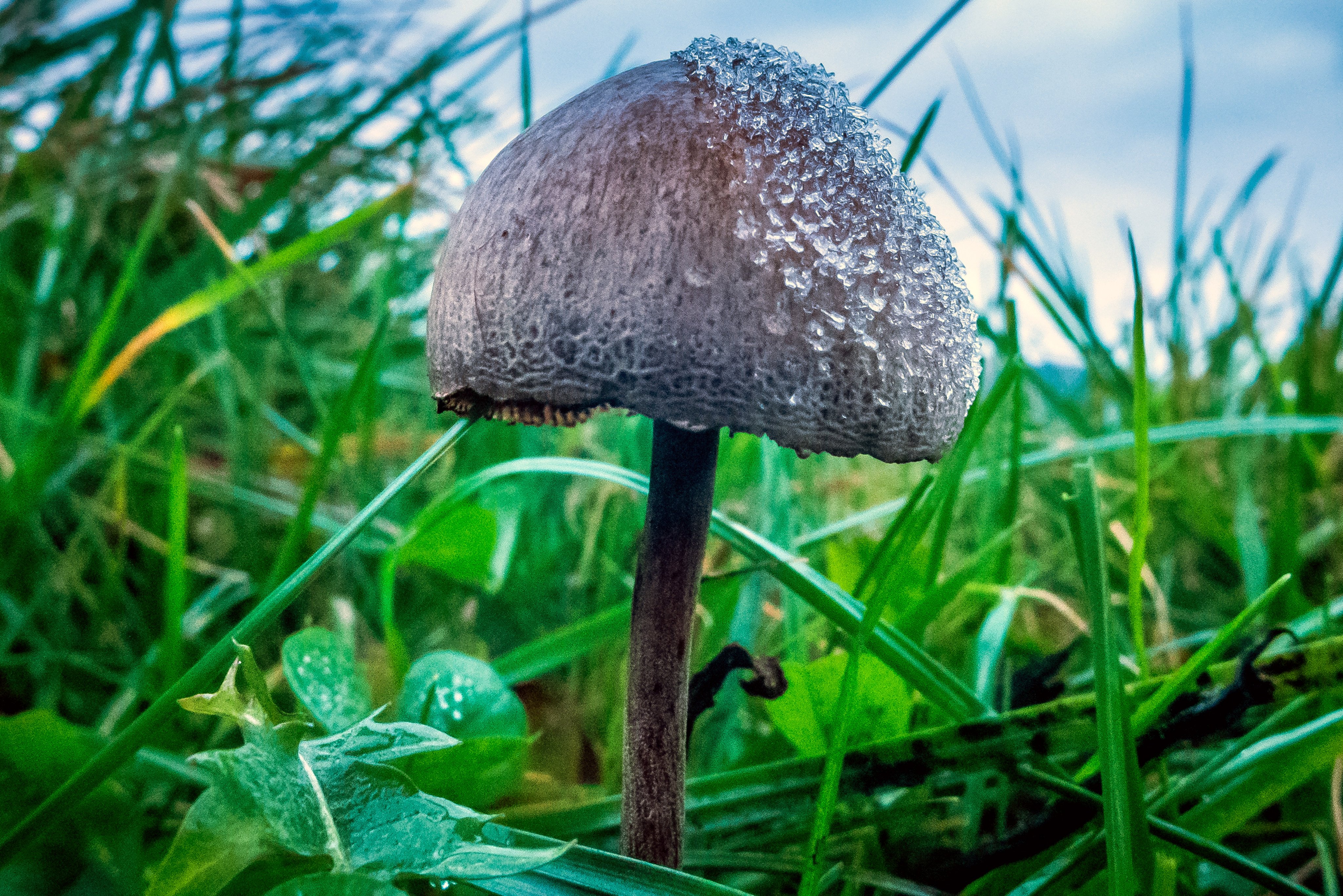 “Magic” mushrooms contain psilocybin,  which relieves cluster headaches and other conditions. Photo: Getty Images