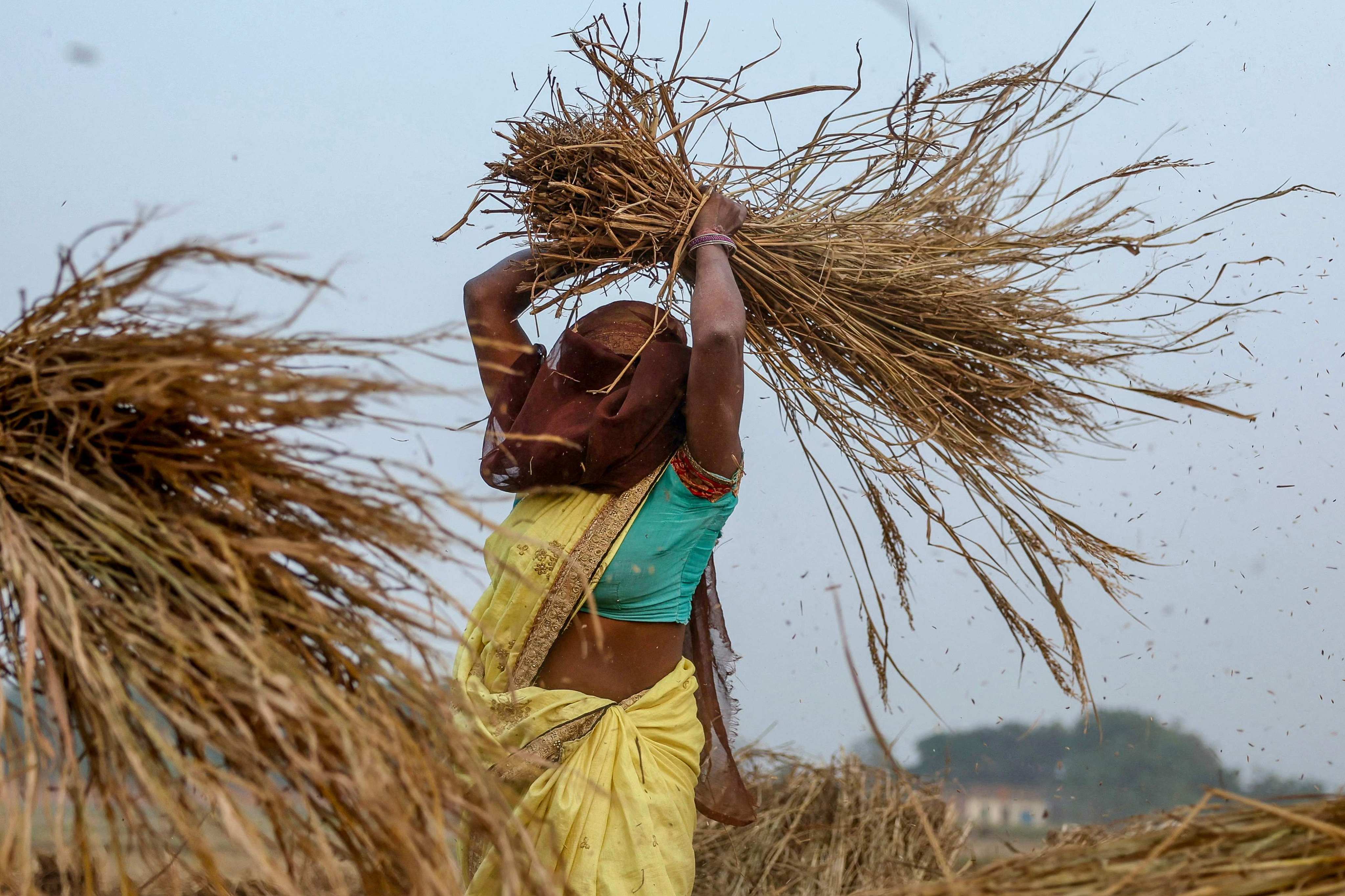 A farmer threshes rice in a field on the outskirts of Varanasi, India, on Monday. Photo: AFP