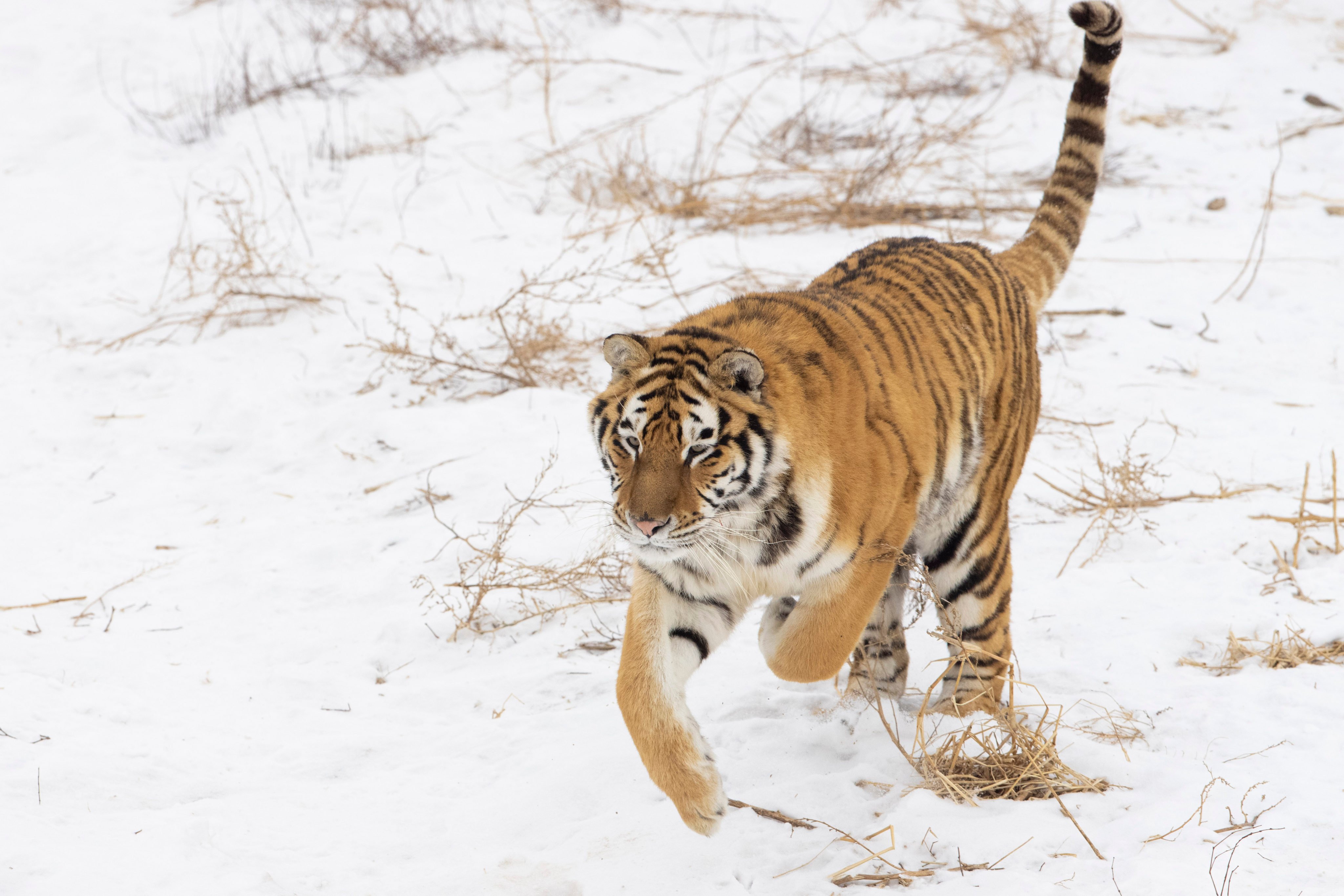 Siberian tigers are typically found in northeastern China, parts of North Korea and southeastern Siberia in Russia. Photo: Xinhua