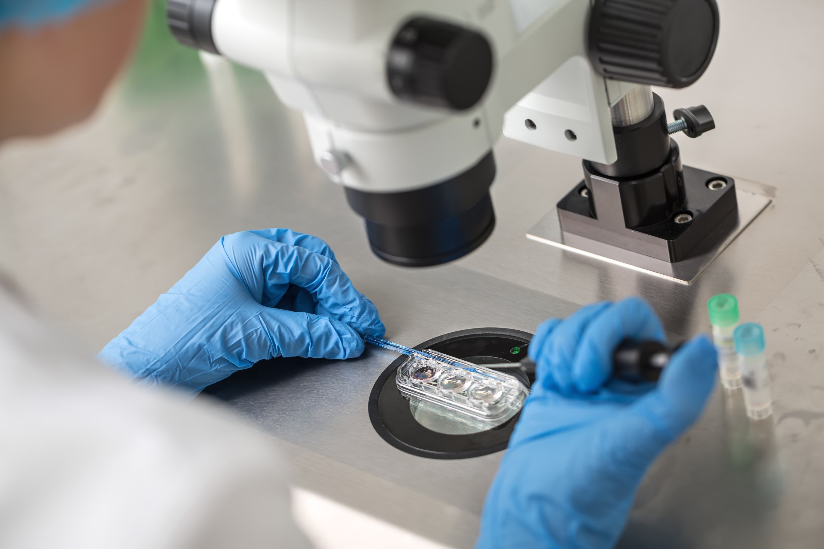 A technician fertilises eggs in a lab during the process of in vitro fertilisation. Photo: TNS