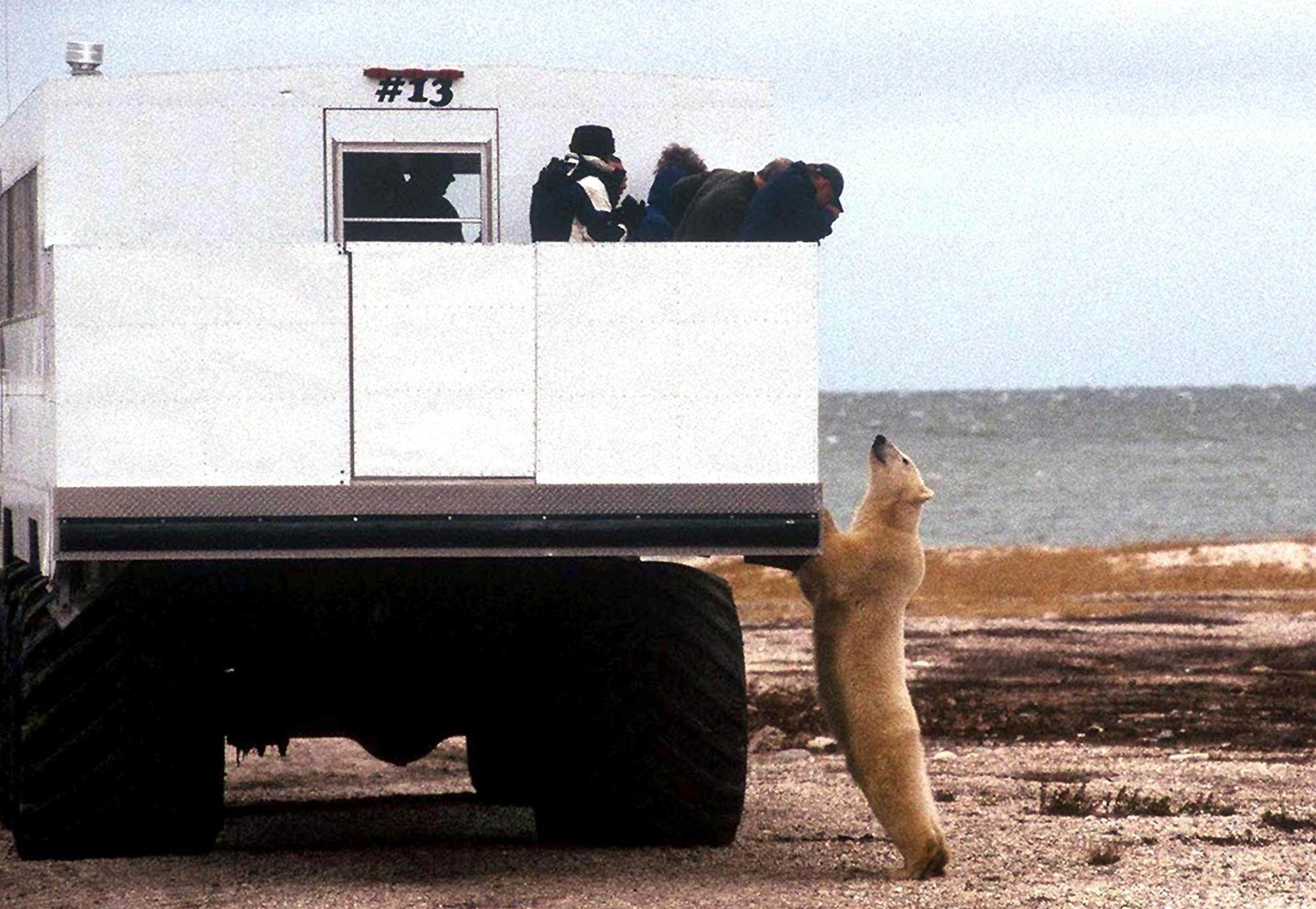 Tourists aboard a special tundra buggy view a polar bear near the city of Churchill, Manitoba, Canada. Photo: AFP