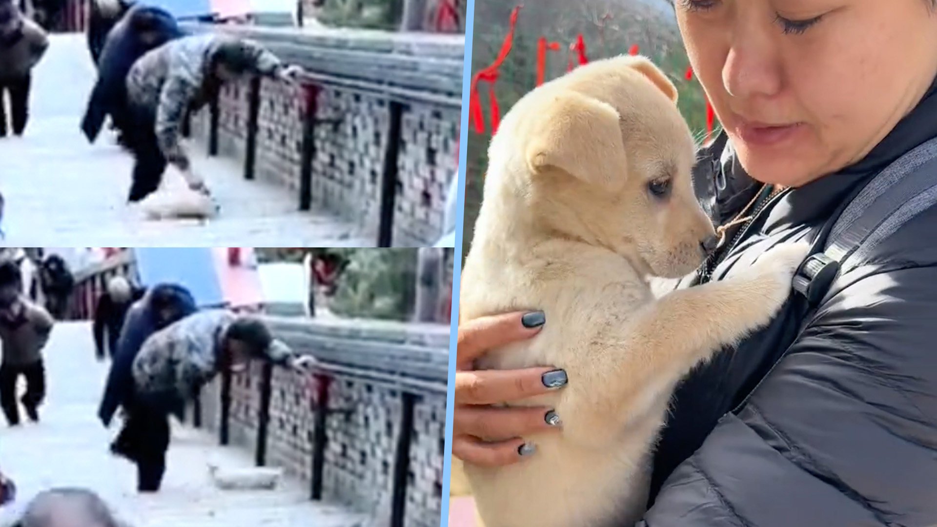 An abused puppy at a sacred site in China ignited widespread online outrage, resulting in rapid adoption and 5 million views. Photo: SCMP composite/Douyin