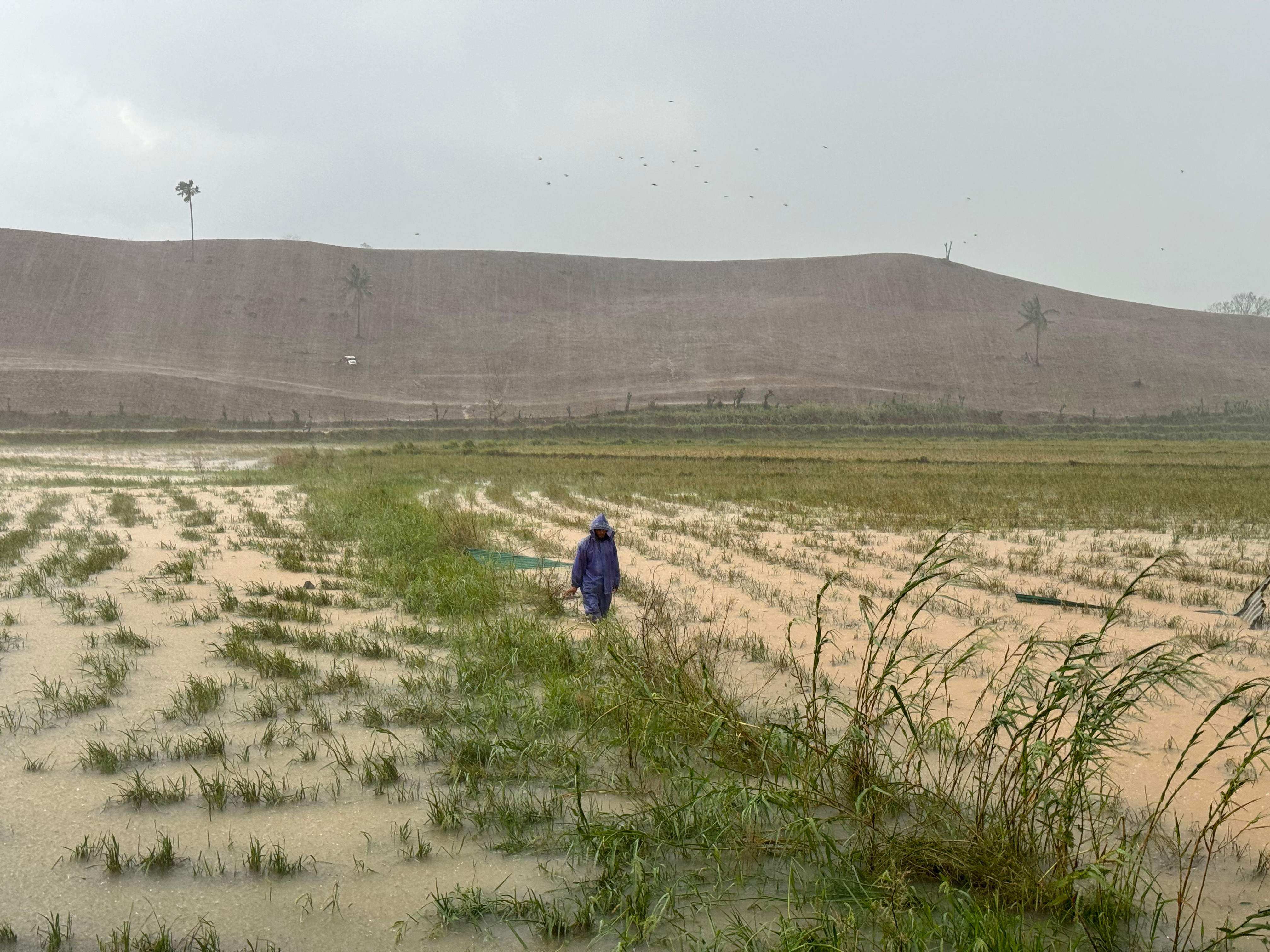 A farmer inspects his flooded rice field in Cagayan province, Philippines, on November 8. Photo: AFP