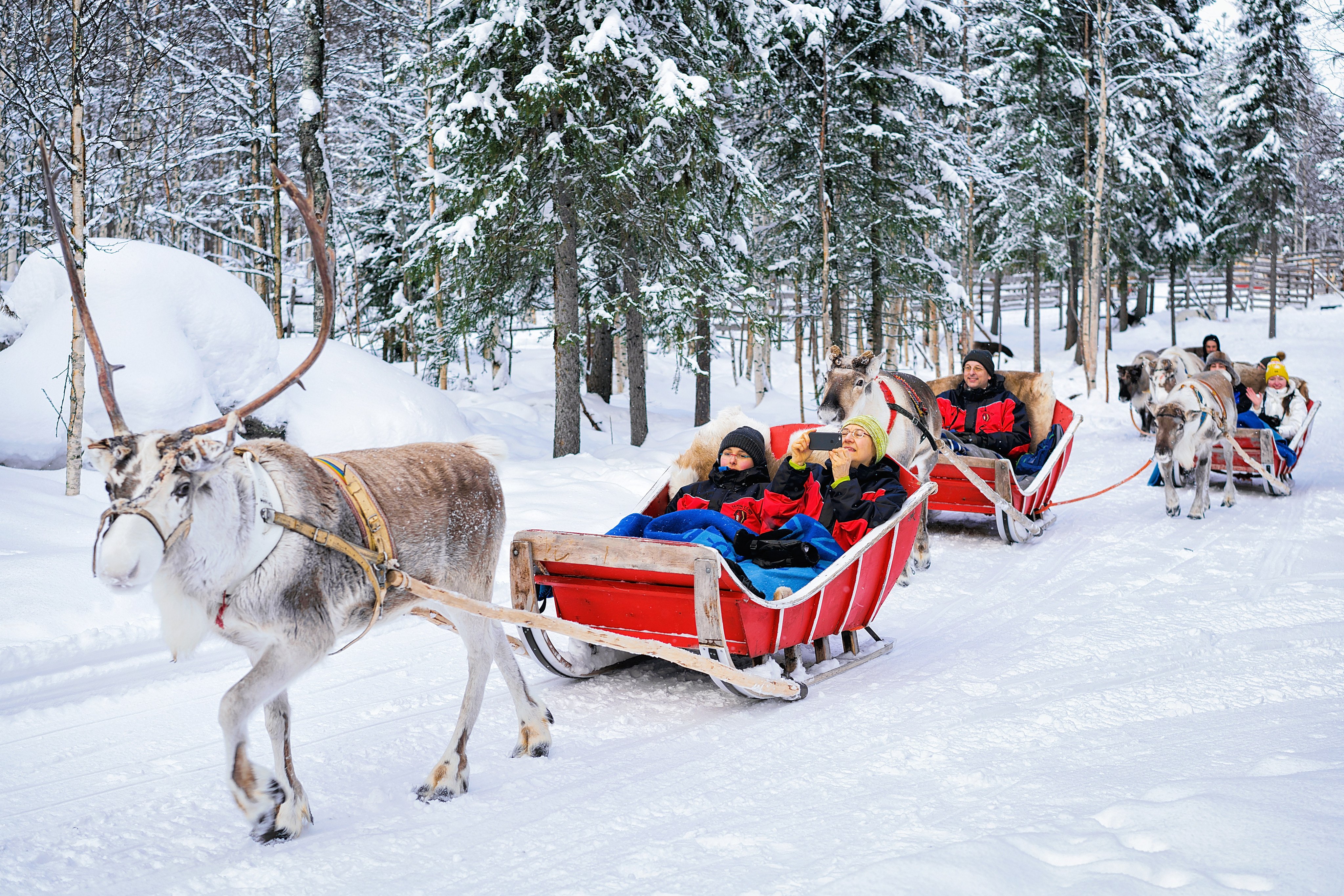 A reindeer-sledge safari in Rovaniemi, Lapland, Finland. Photo: Shutterstock