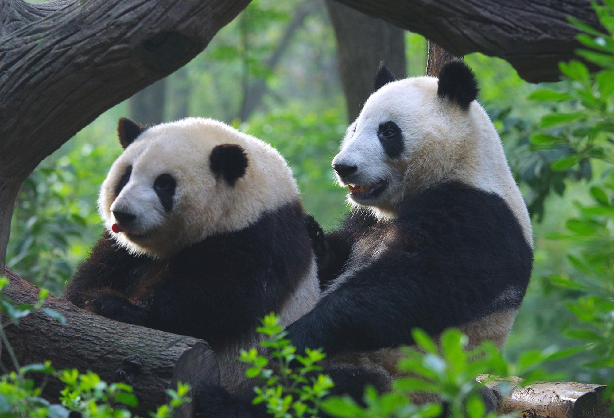 He Ye and He Hua have captured the hears of visitors. Photo: Facebook/ Panda HeHua & HeYe