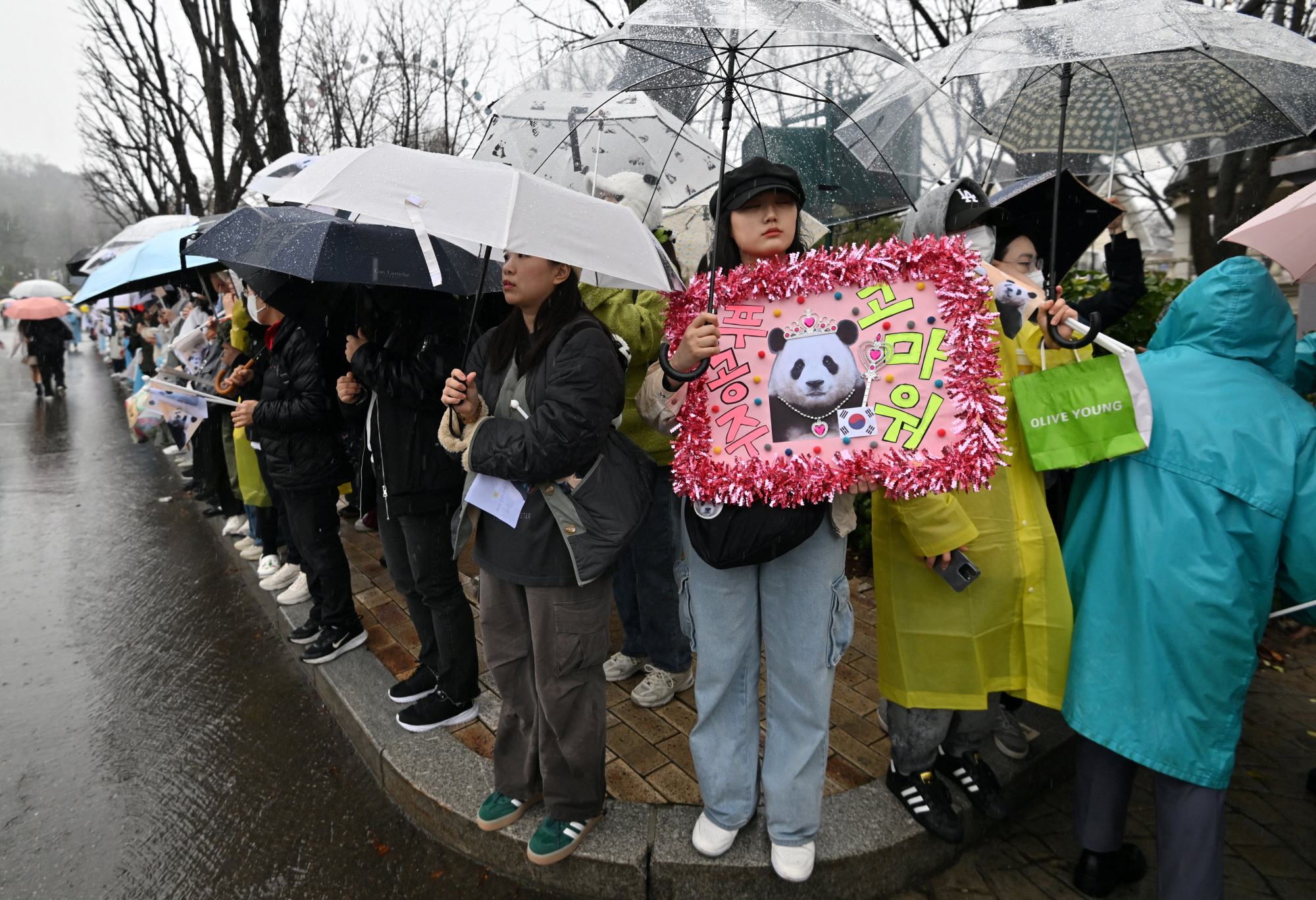 Panda fans wait for Fu Bao at South Korea’s Everland amusement park. Photo: AFP