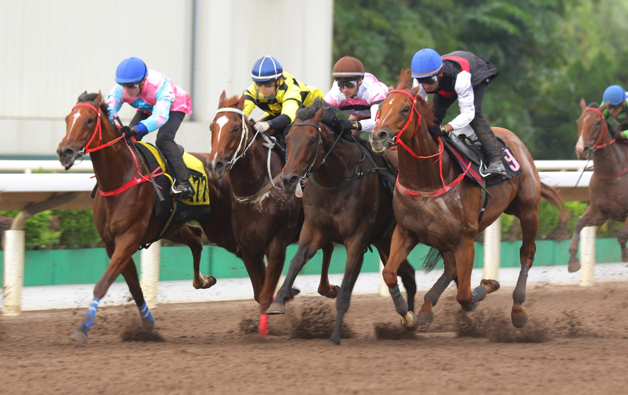 Young Champion (outside) in a Sha Tin dirt trial in September.