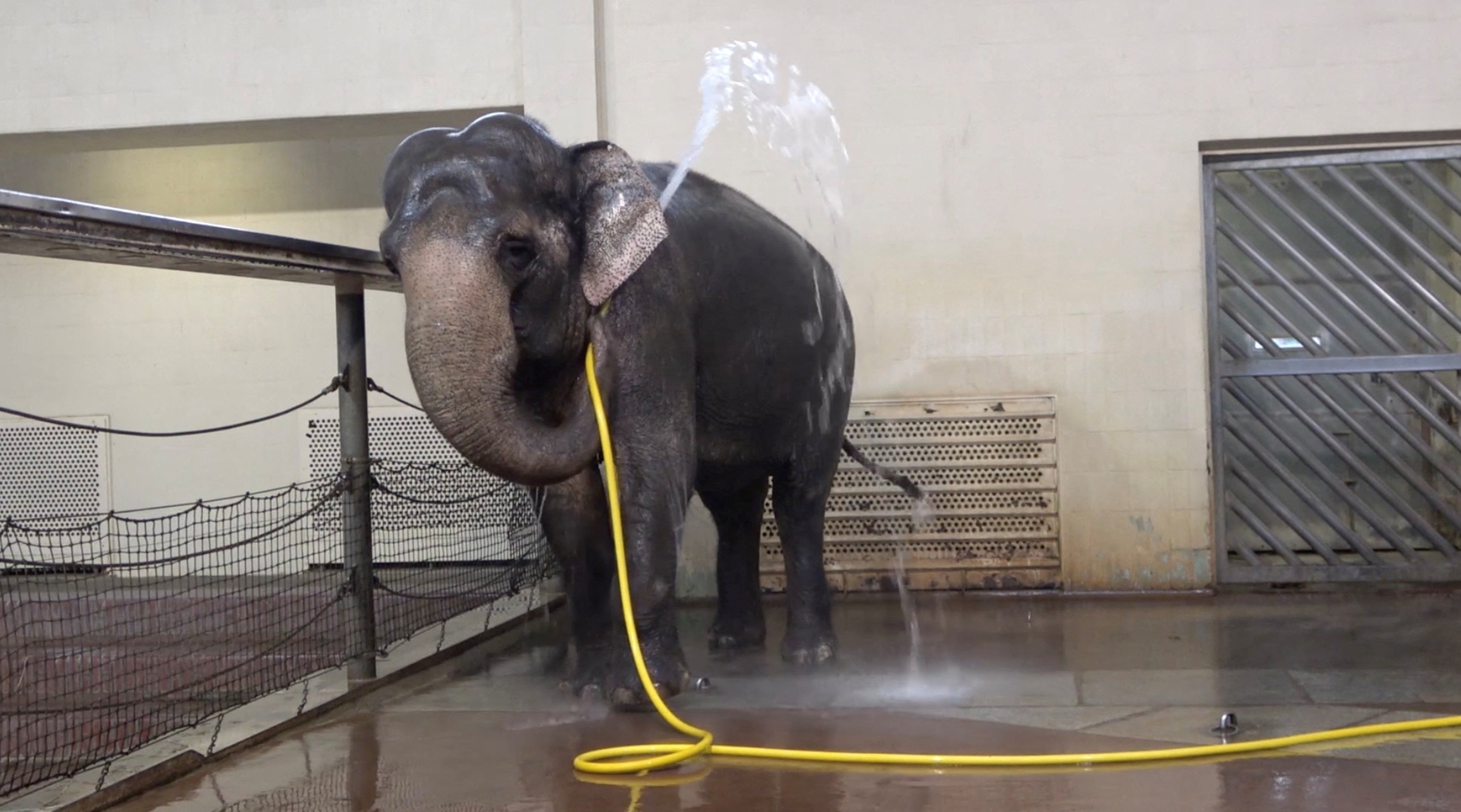 Mary, the Berlin Zoo’s “Queen of Showering”, uses a hose to wash herself in a unique behaviour observed by researchers. Photo: Reuters