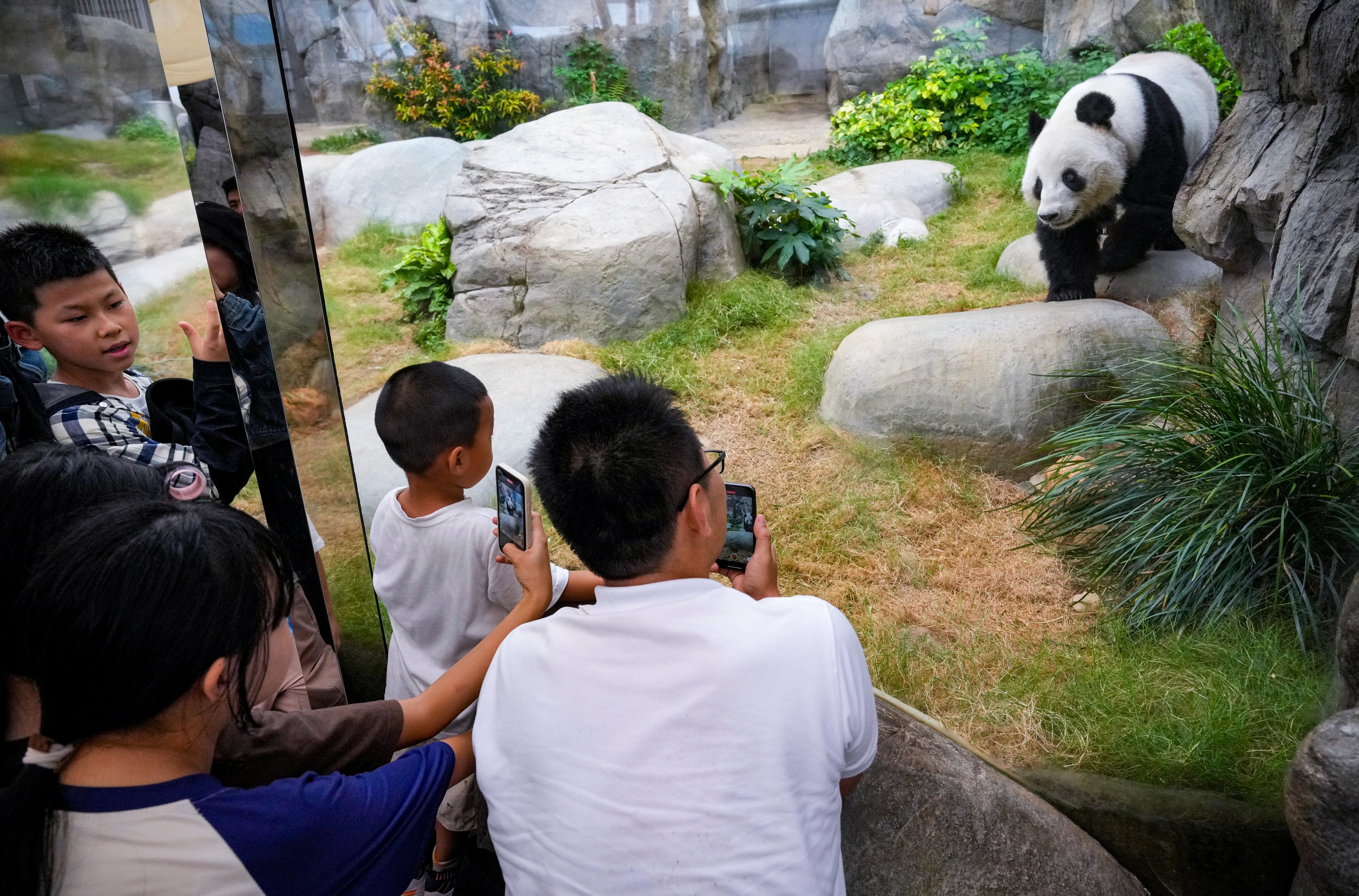 Giant Panda Le Le will be back in public  view on Saturday for the first time since August. Photo: May Tse