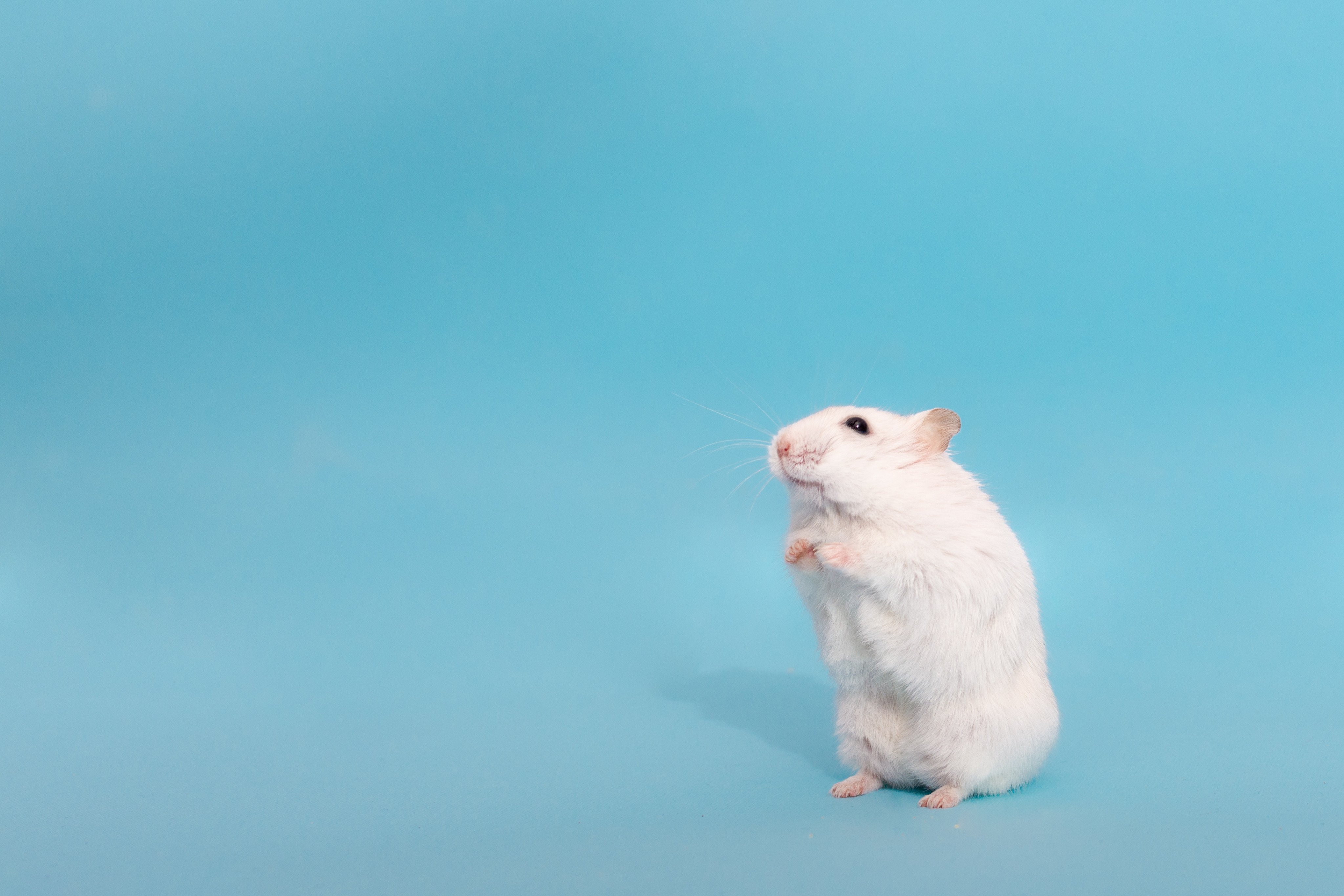 Hey there, flight buddy! I promise not to hog the arm rest. Photo: Shutterstock