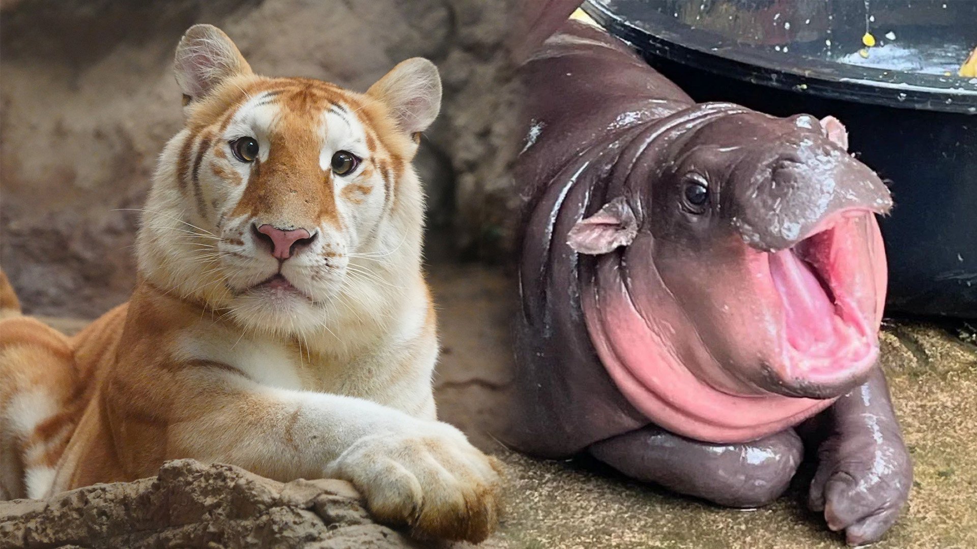 A three-year-old golden tiger at a Thai zoo has become a sensation, rivalling baby hippo Moo Deng, after her online debut on November 19. Photo: SCMP composite/IG@immoodeng/facebook_Chiang Mai Night Safari