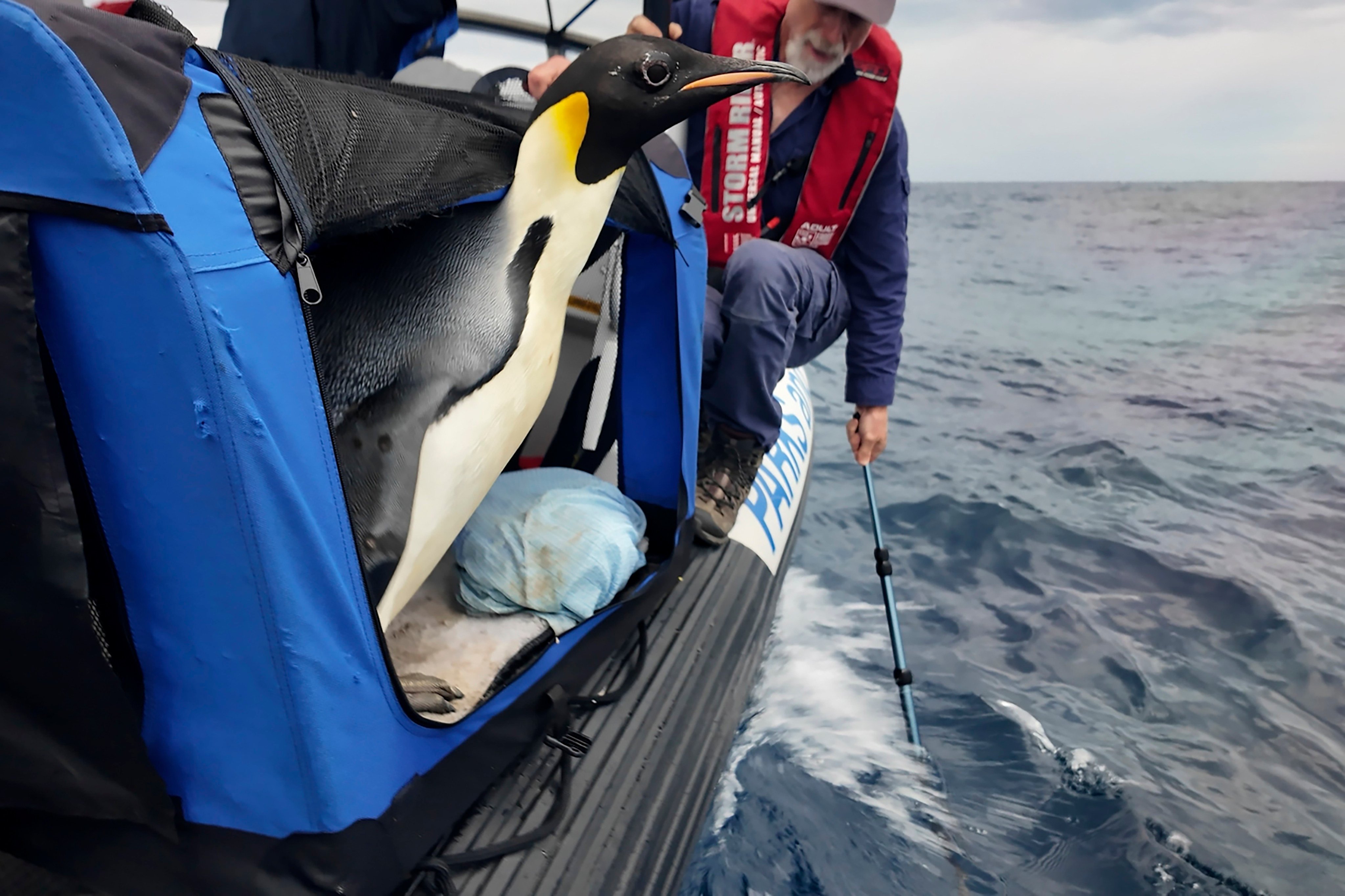 A male emperor penguin dubbed Gus, shortly before being released back into the ocean off the coast of Western Australia. Photo:  via AP