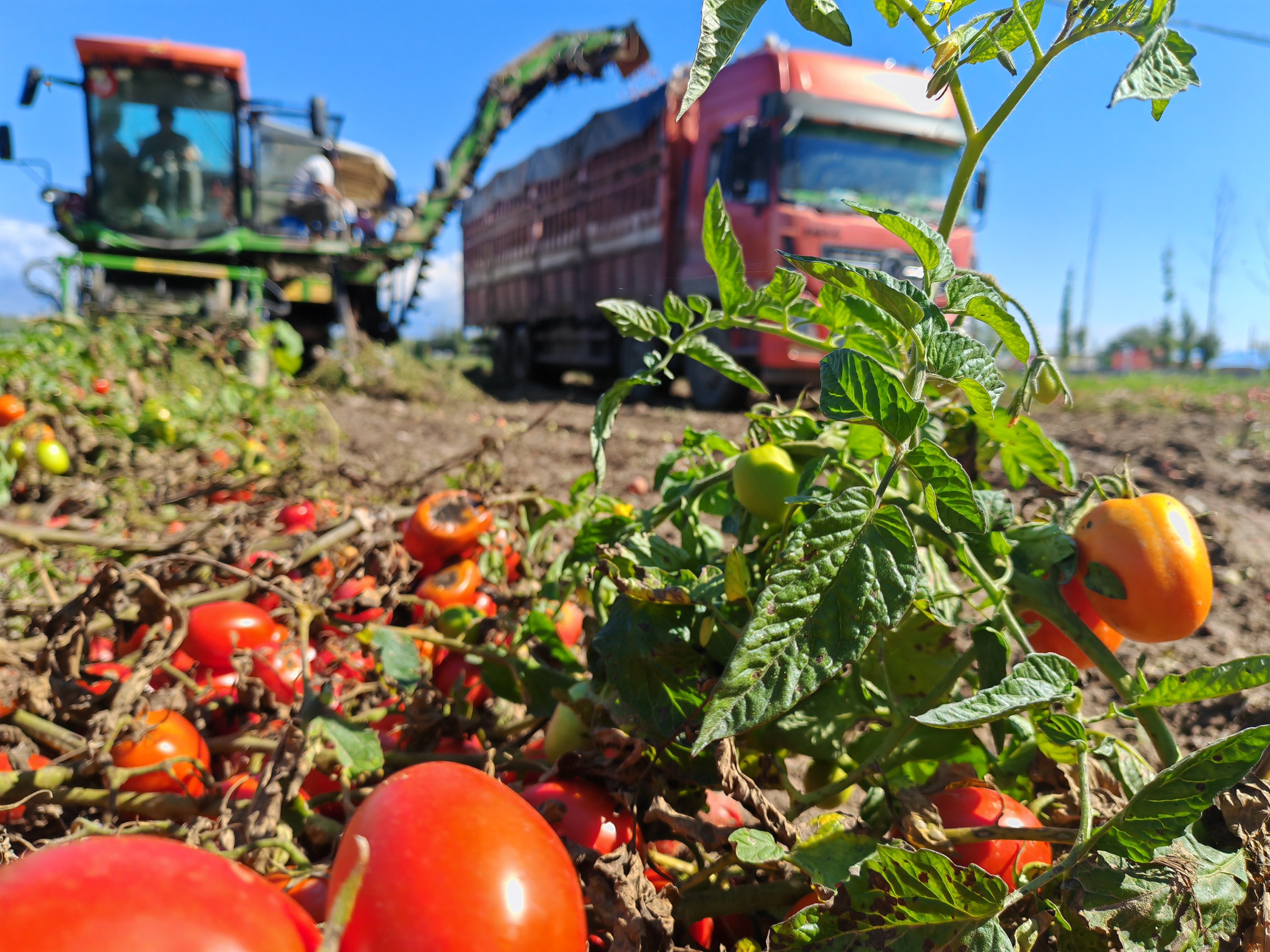 A picker harvests tomatoes in China’s Xinjiang Uygur autonomous region in September. Photo: Xinhua