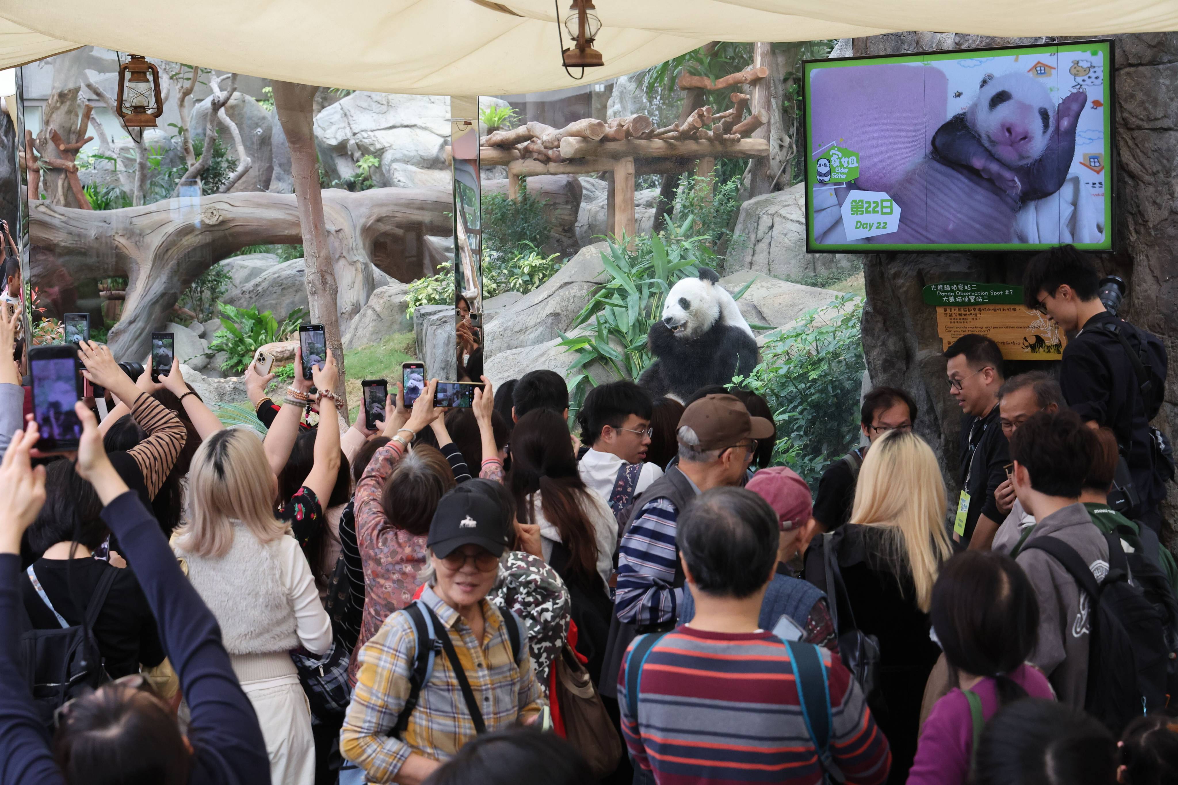 Crowds flock to Ocean Park to celebrate Hong Kong’s giant panda cubs turning 100 days old. Photo: Dickson Lee