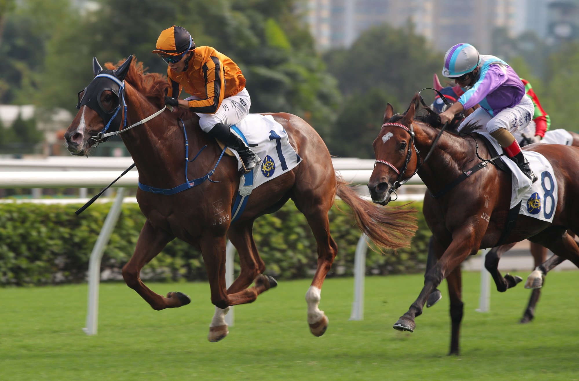 Solid Win (outside) finishes second at Sha Tin on November 3.