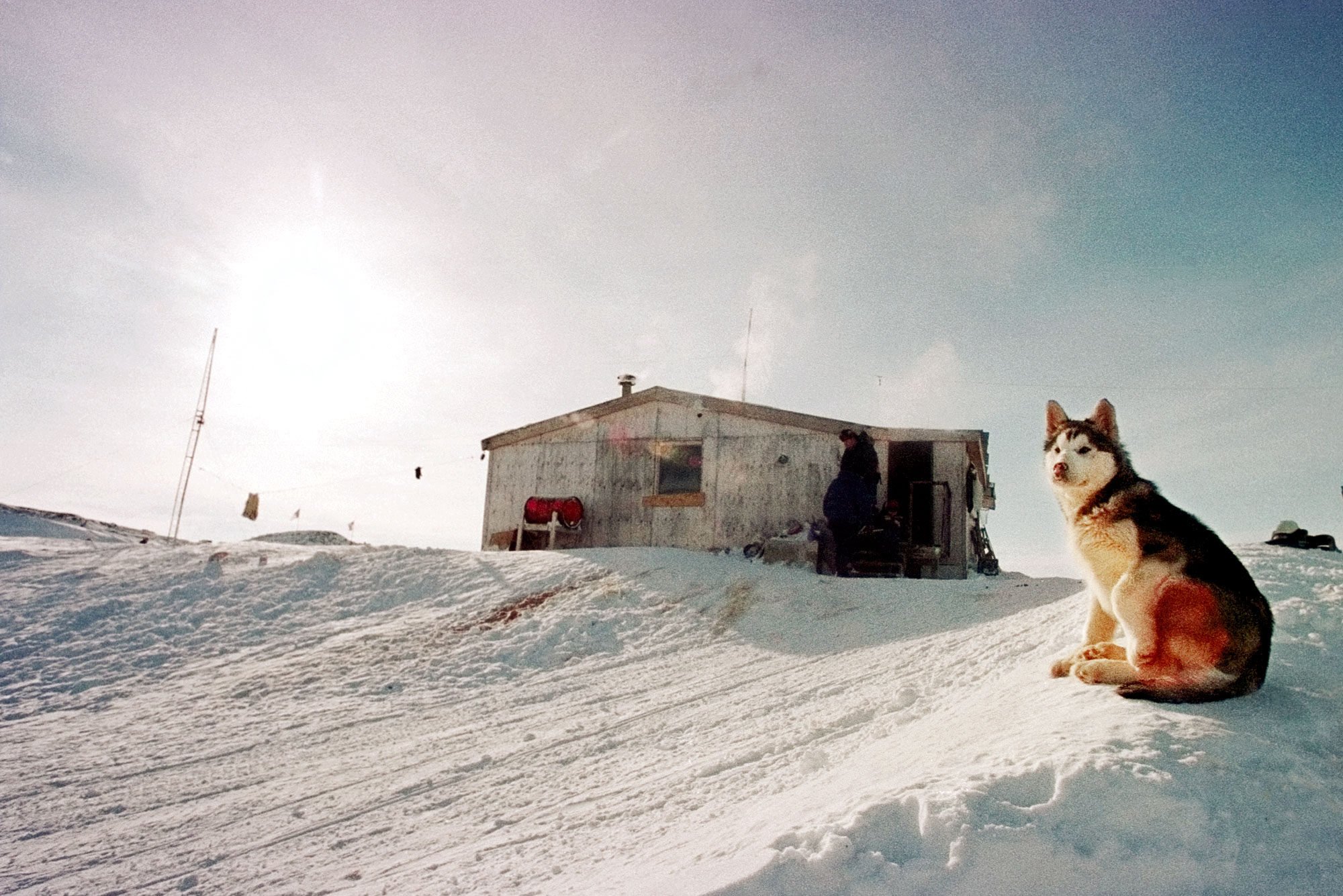 A sled dogs sits at the edge of his outpost camp in the Opingivik area of Nunavut, Canada. File photo: AP