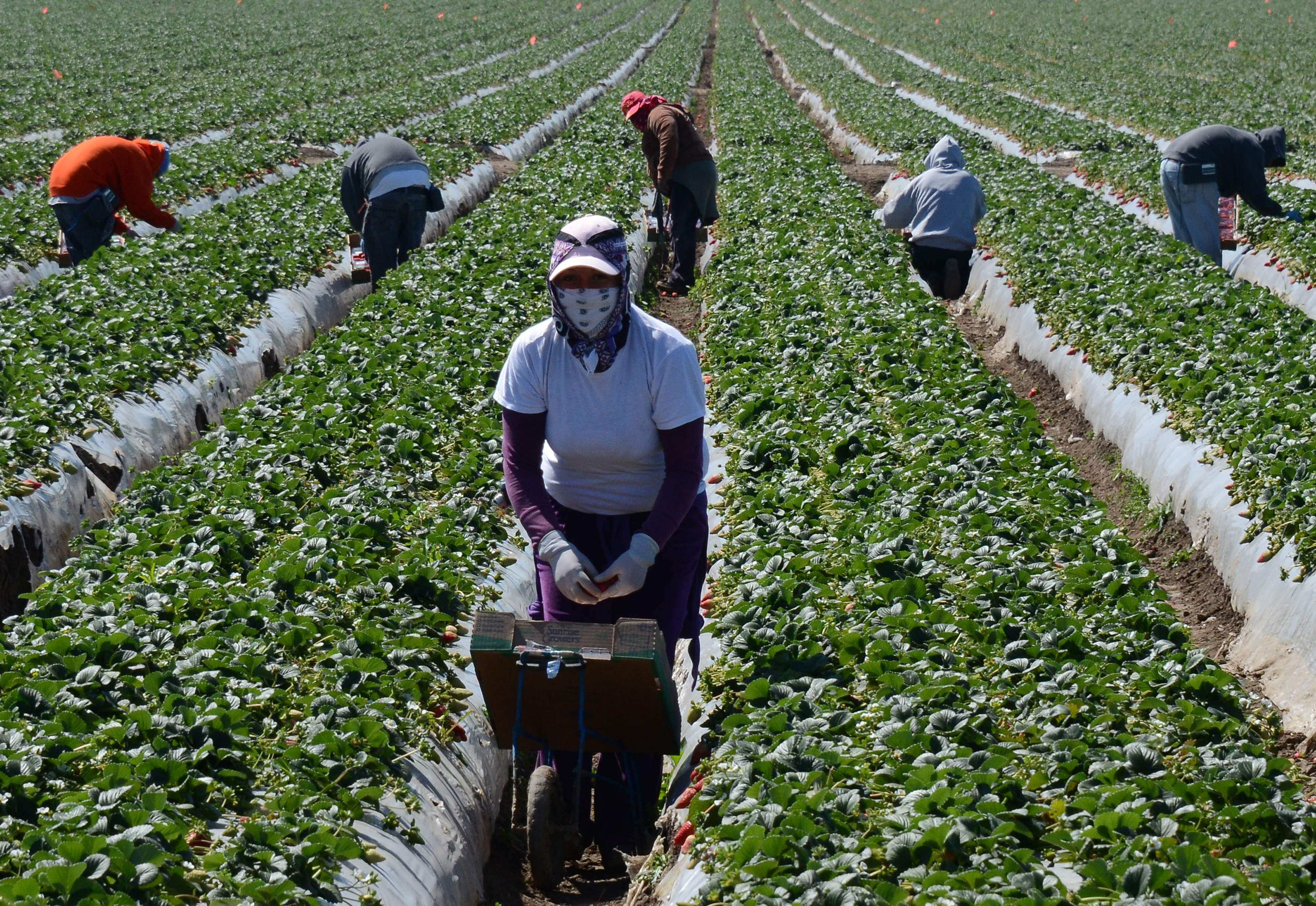 Migrant workers harvest strawberries at a farm near Oxnard, California. Photo: AP