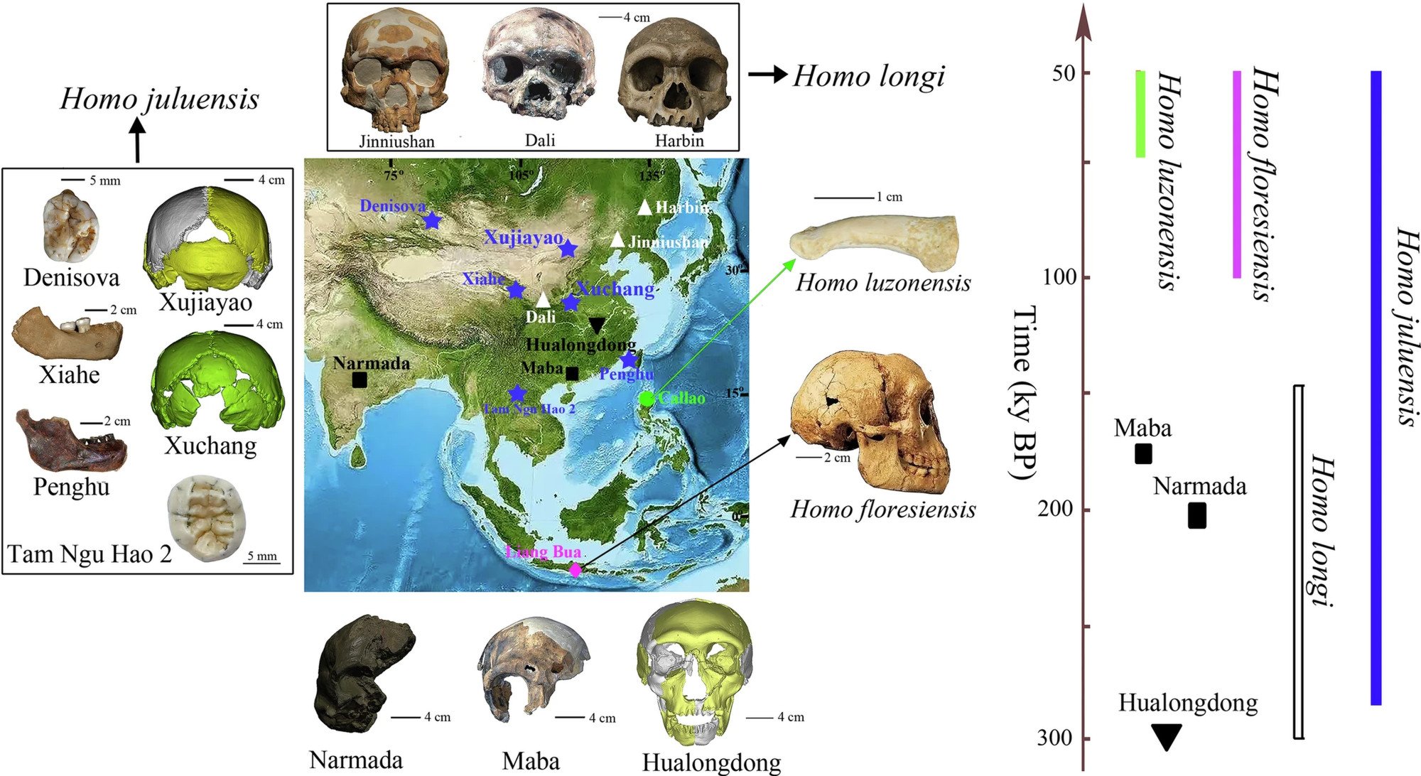 Recent discoveries and new analyses are painting an increasingly complex story of human evolution in China and Southeast Asia. Image: Handout