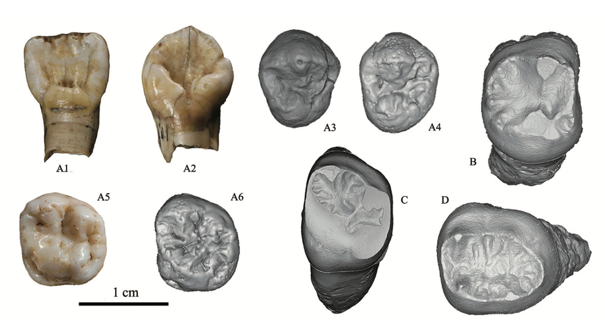 The nine Xujiayao teeth fossils used in the study. Photo: Handout