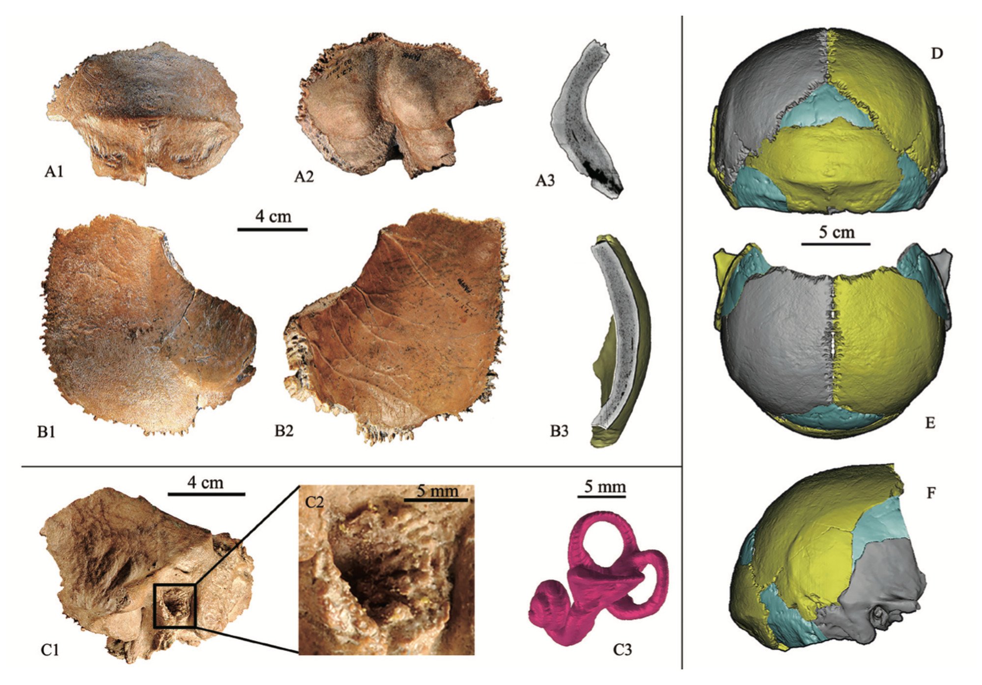 Fossil fragments from Xujiayao and a virtual reconstruction of a cranium. Photo: Handout