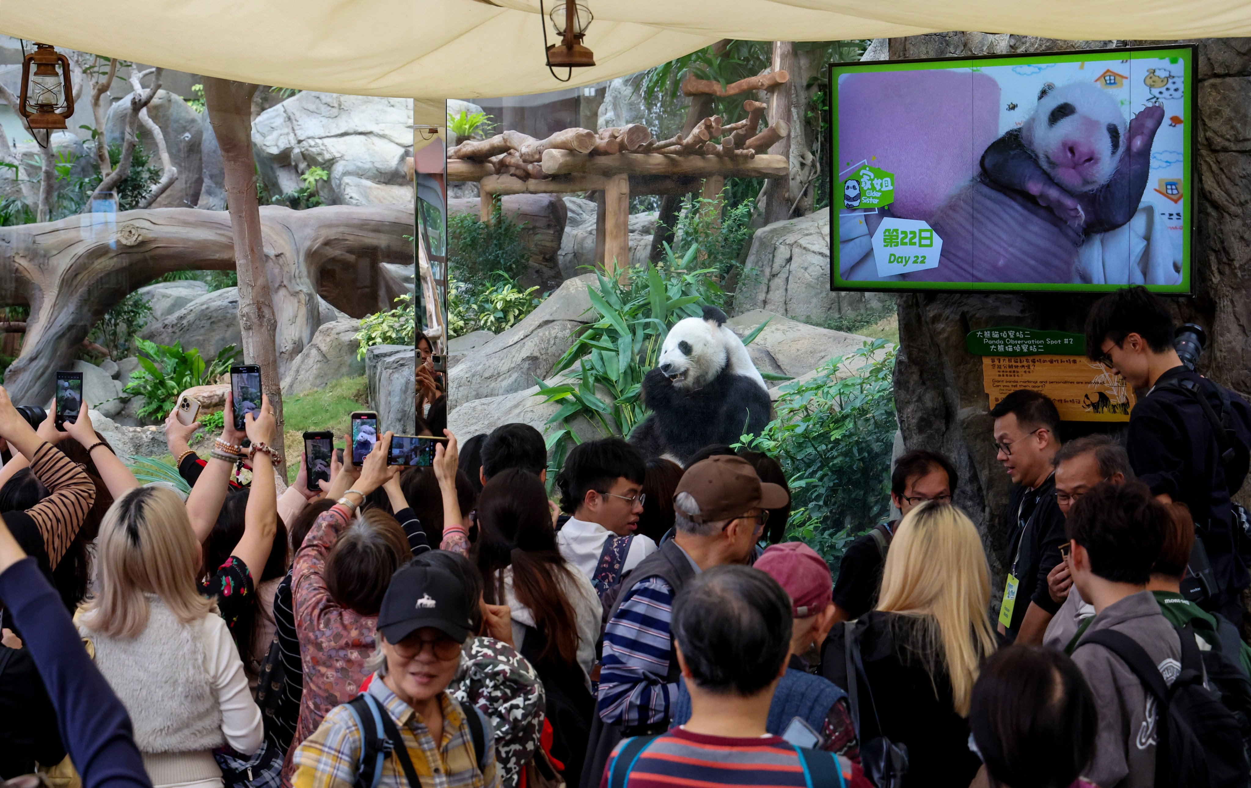 Giant panda Le Le made his first public appearance in two months when Ocean Park reopened the special enclosure for his twins’ 100 day celebration. Photo: Dickson Lee