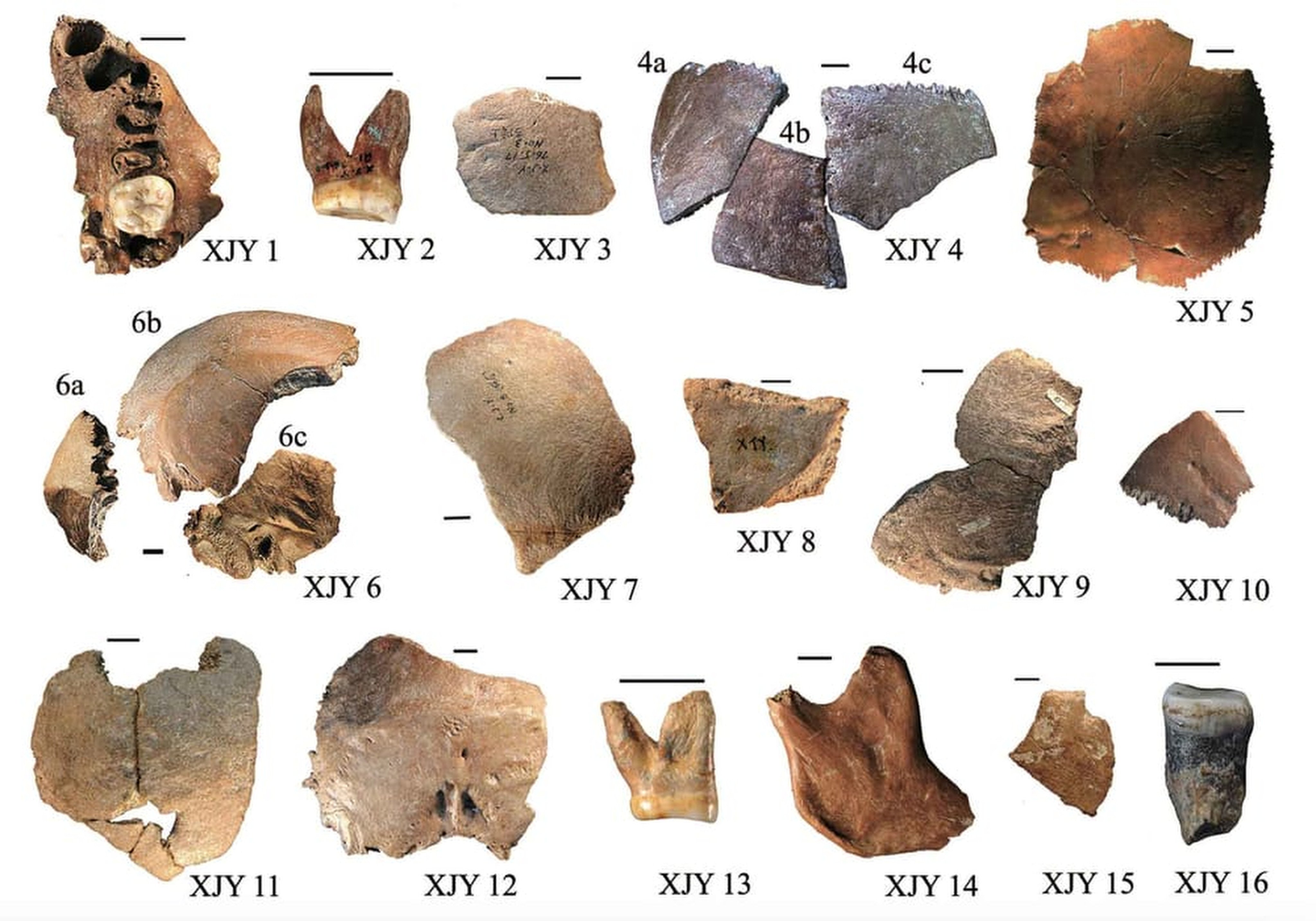 Bone fragments from several individuals at the Xujiayao site in China are challenging long-held assumptions about the region’s fossil record. Photo: Wu Xiujie