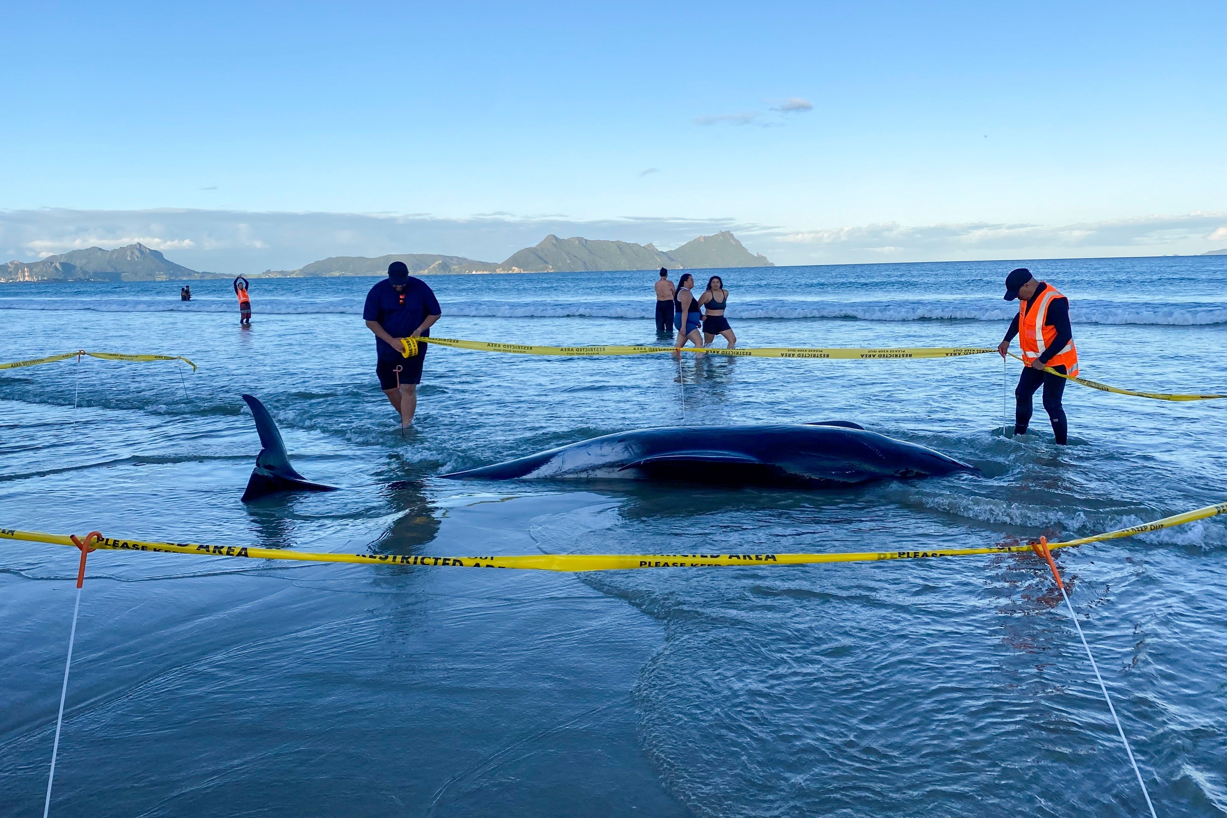 Rescuers rope off an area around a dead pilot whale that was stranded on Ruakākā Beach in northland, New Zealand on November 24. Photo: New Zealand Department Of Conservation/AP