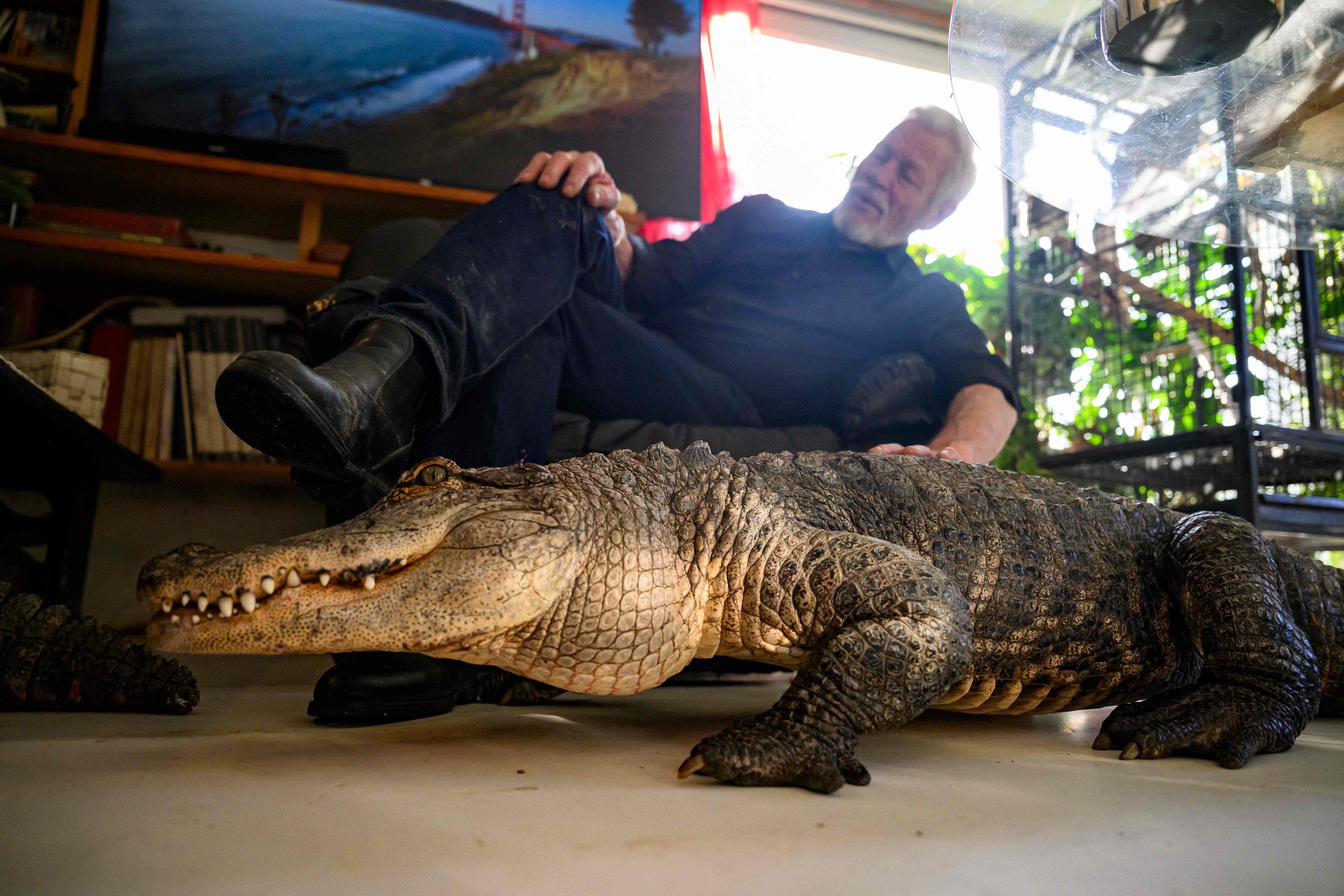 Frenchman Philippe Gillet, 72, strokes Alli, one of the two alligators who live in his house, in Coueron, western France. Photo: AFP