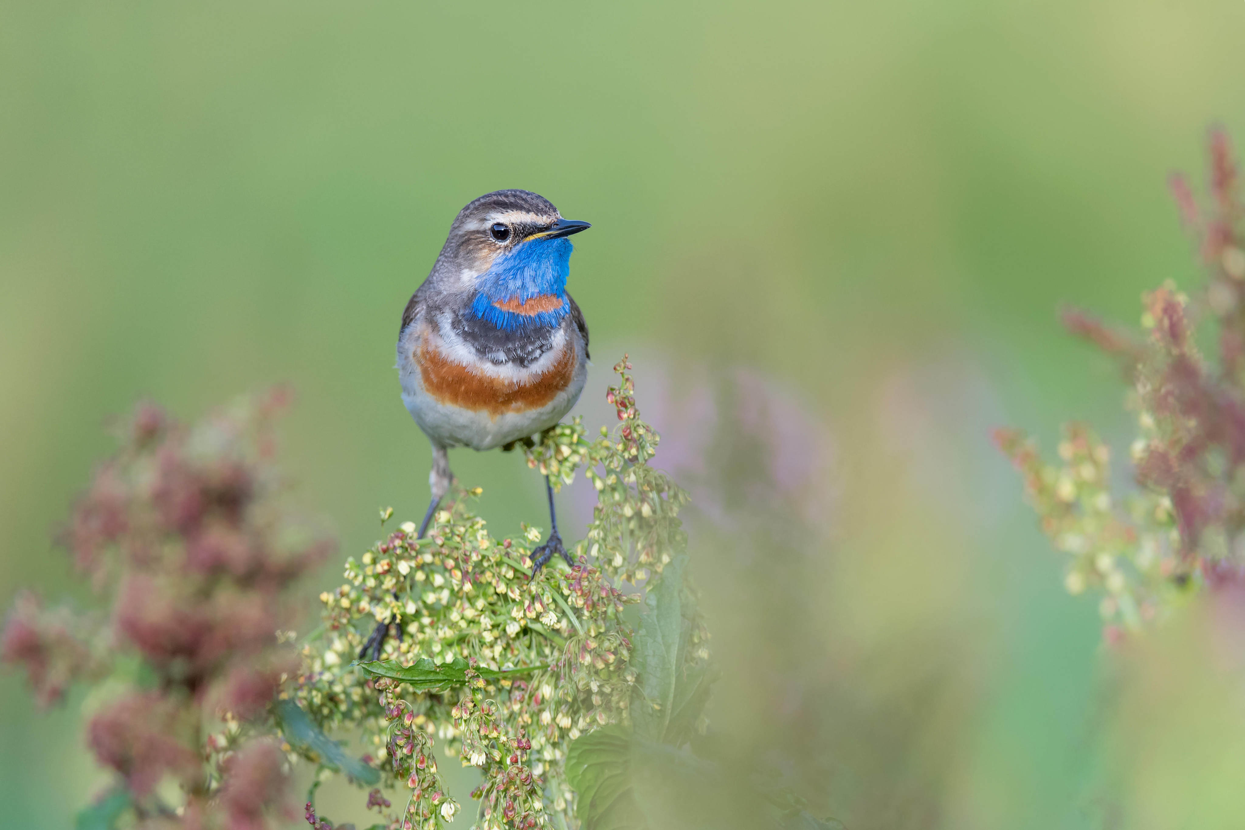 Huawei Technologies’ Tech4All project has helped uncover invaluable information about the habitats of various bird species at Austria’s Lake Neusiedl, including the bluethroat’s return to the waterside’s old reed beds. Photo: Alamy