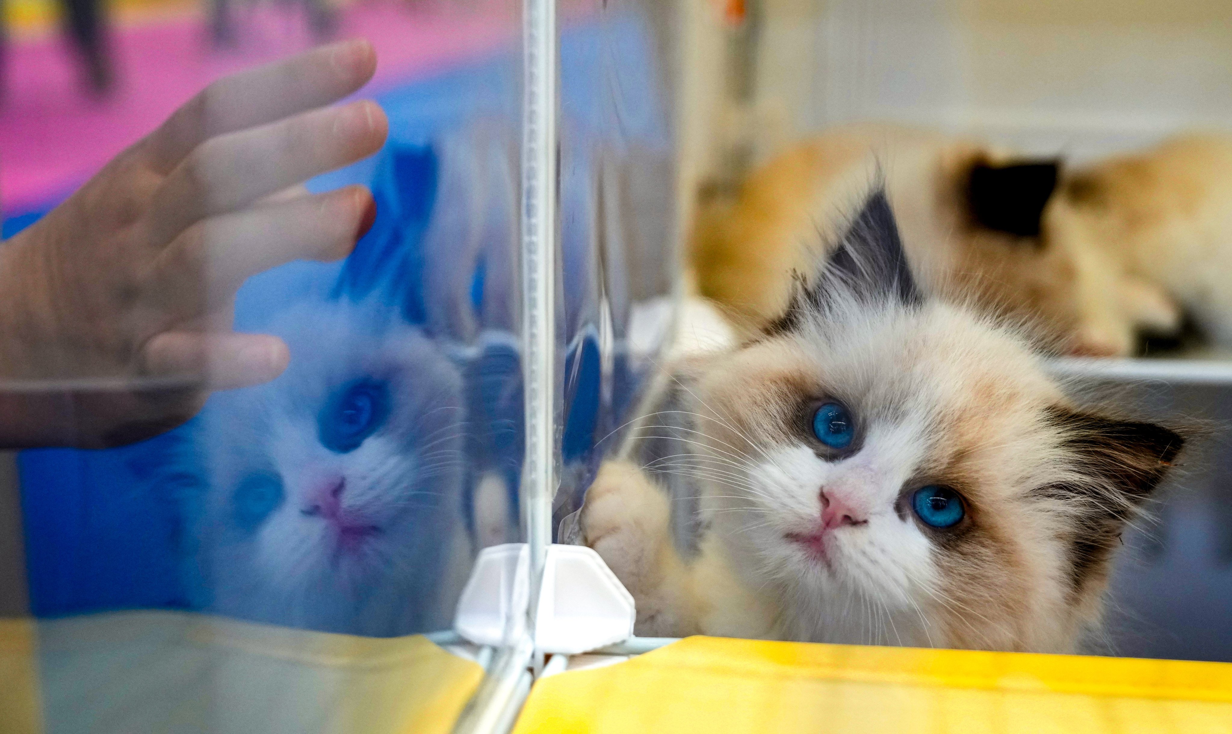 A Ragdoll cat peers out at a pet fair in Shenzhen. Photo: Sam Tsang