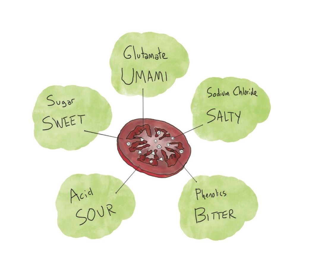 The five tastes as illustrated in a slice of tomato, in Arielle Johnson’s book Flavorama – A Guide to Unlocking the Art and Science of Flavour. Photo: Flavorama