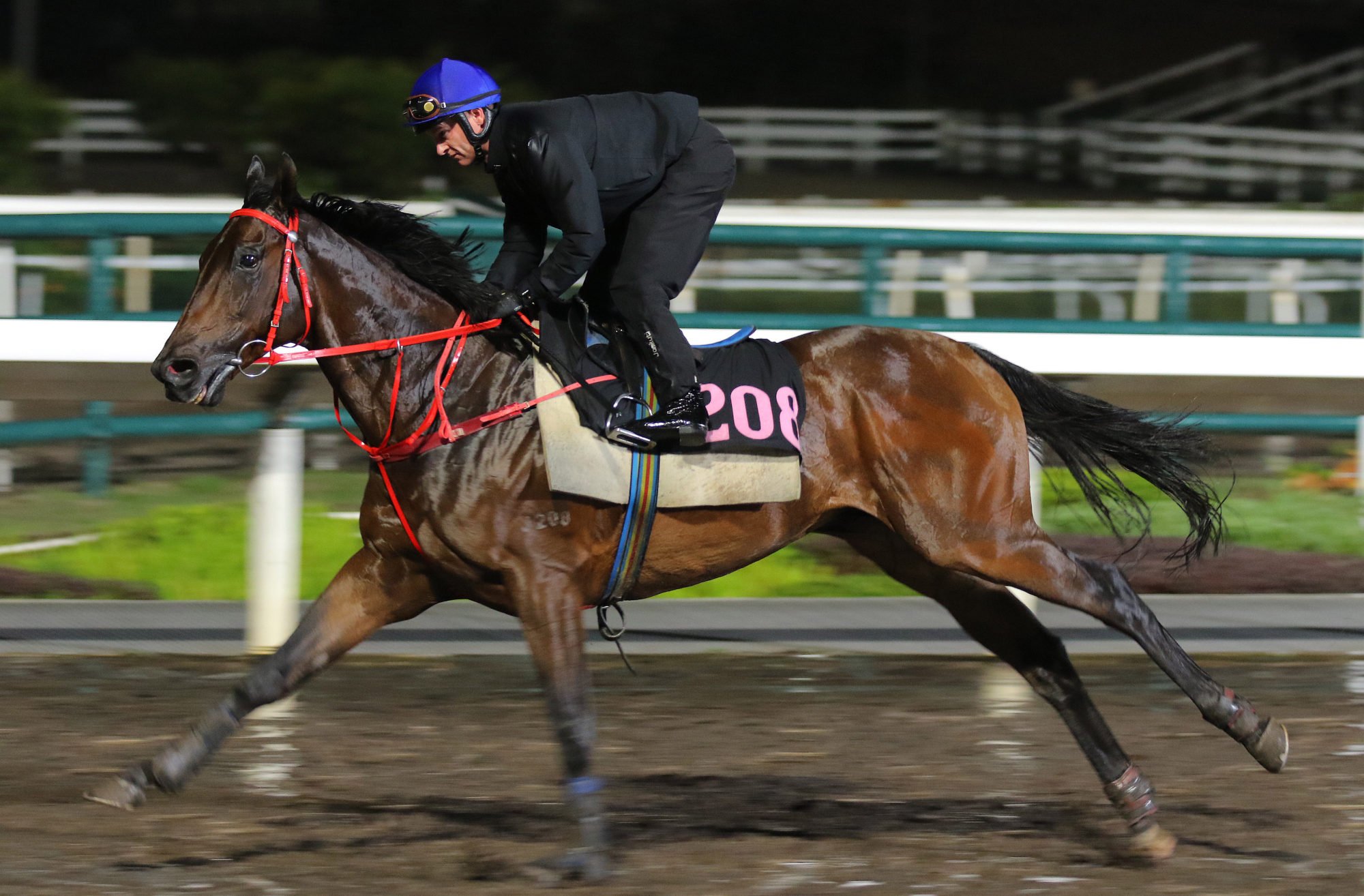 Massive Sovereign gallops on the Sha Tin dirt on November 15.