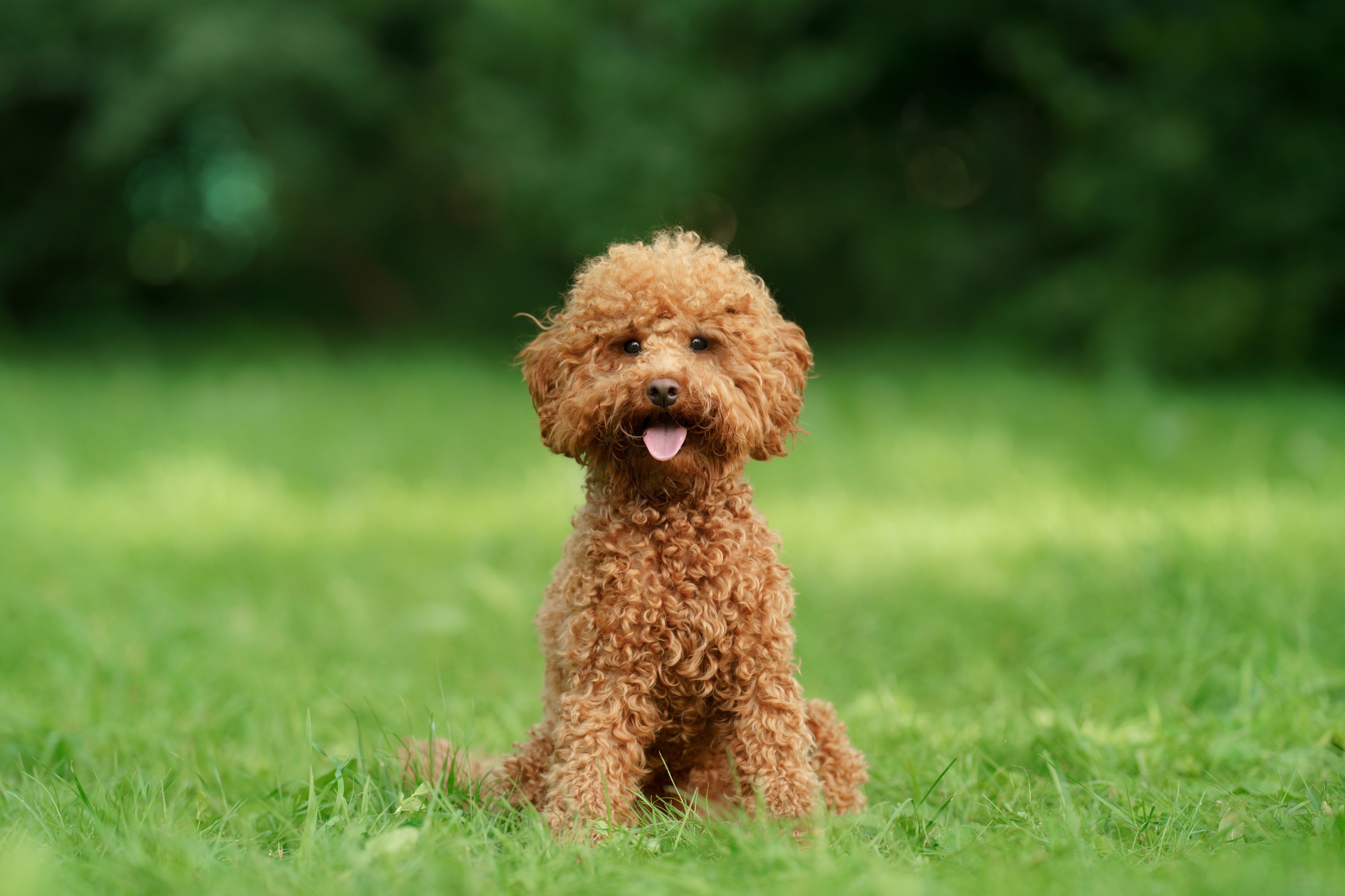 Prosecutors said the pet poodle died as a result of the repeated beatings received from the helper. Photo: Shutterstock