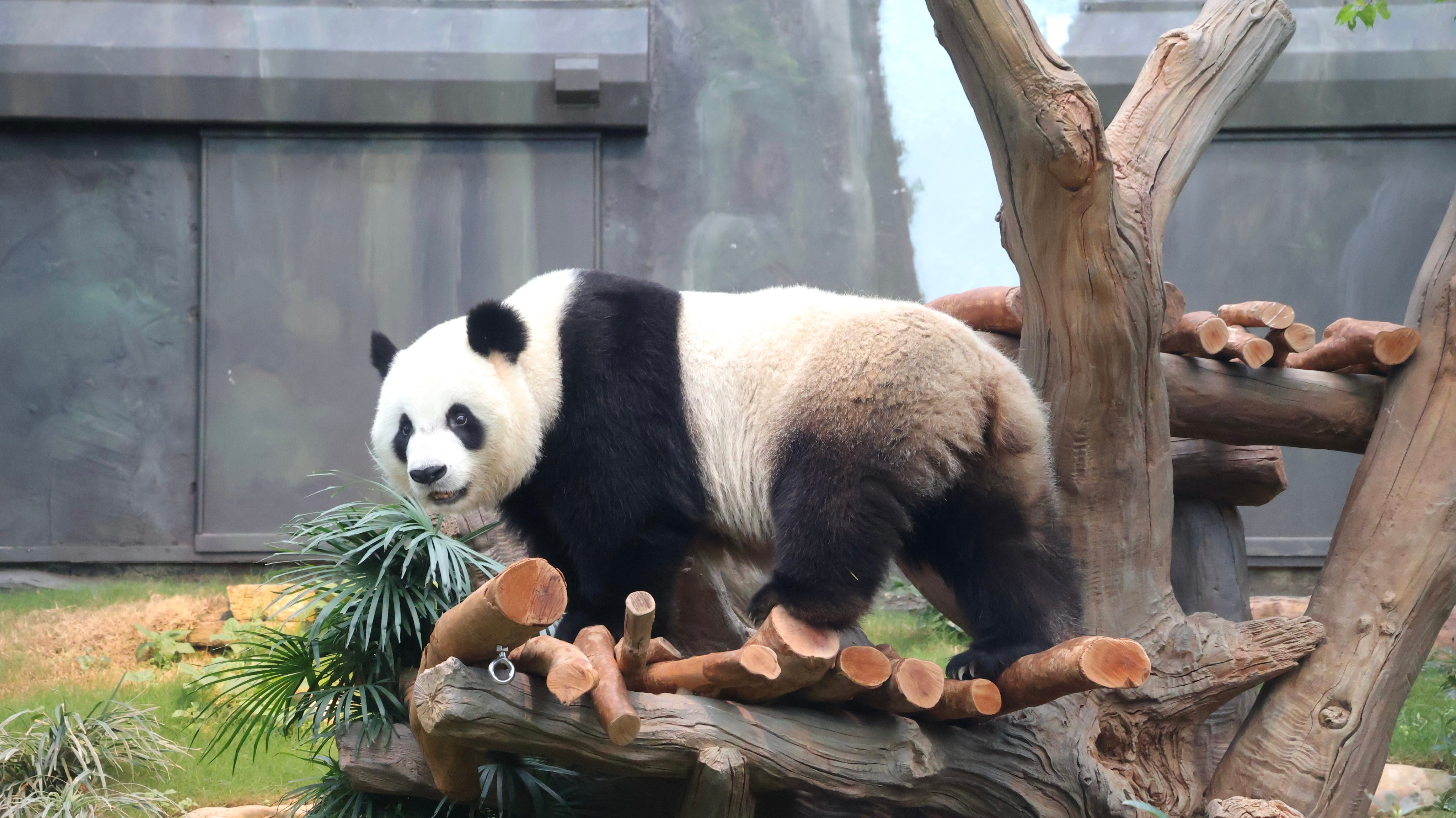 Ke Ke the giant panda in his new habitat. Photo: Ocean Park