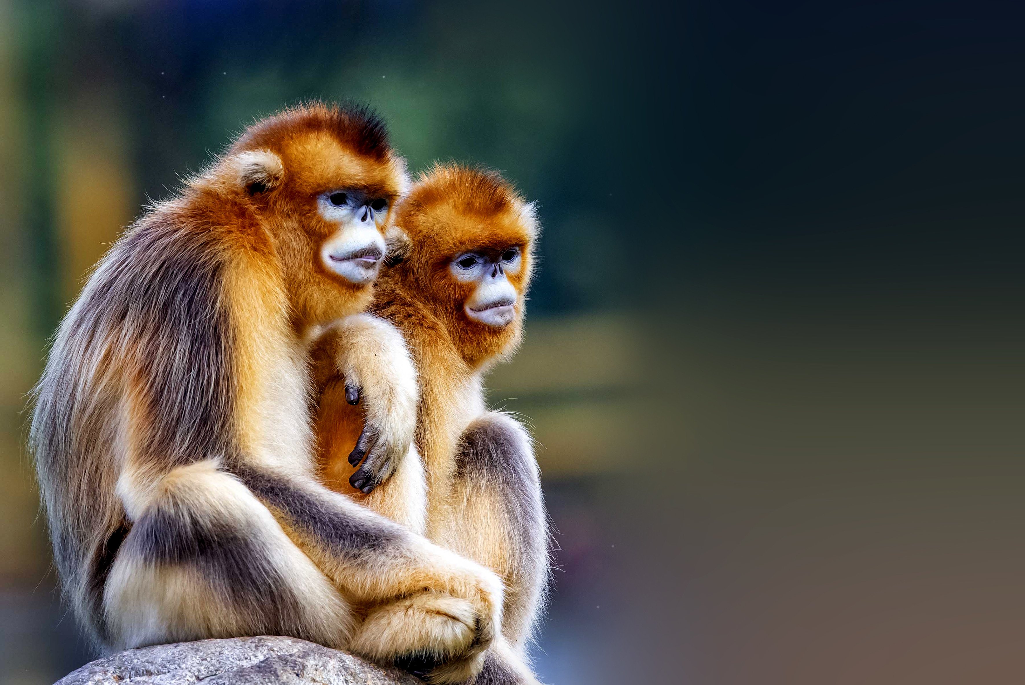 The golden snub-nosed monkey is an endangered species. Photo: Shutterstock