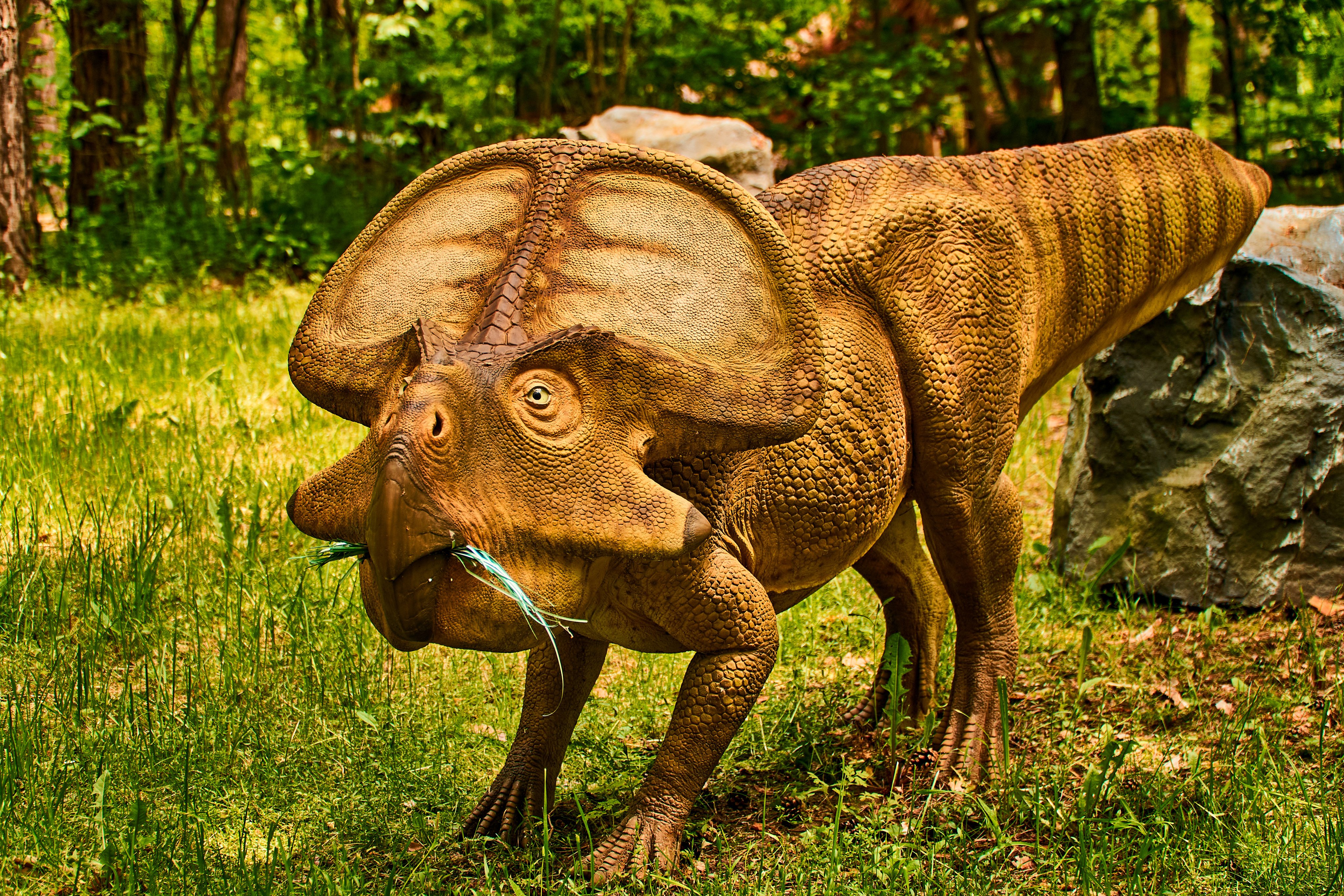 A study has found that ceratopsians, a type of herbivorous dinosaur such as this Protoceratops, had reduced intelligence, hearing and sense of smell as they evolved into larger creatures. Photo: Shutterstock