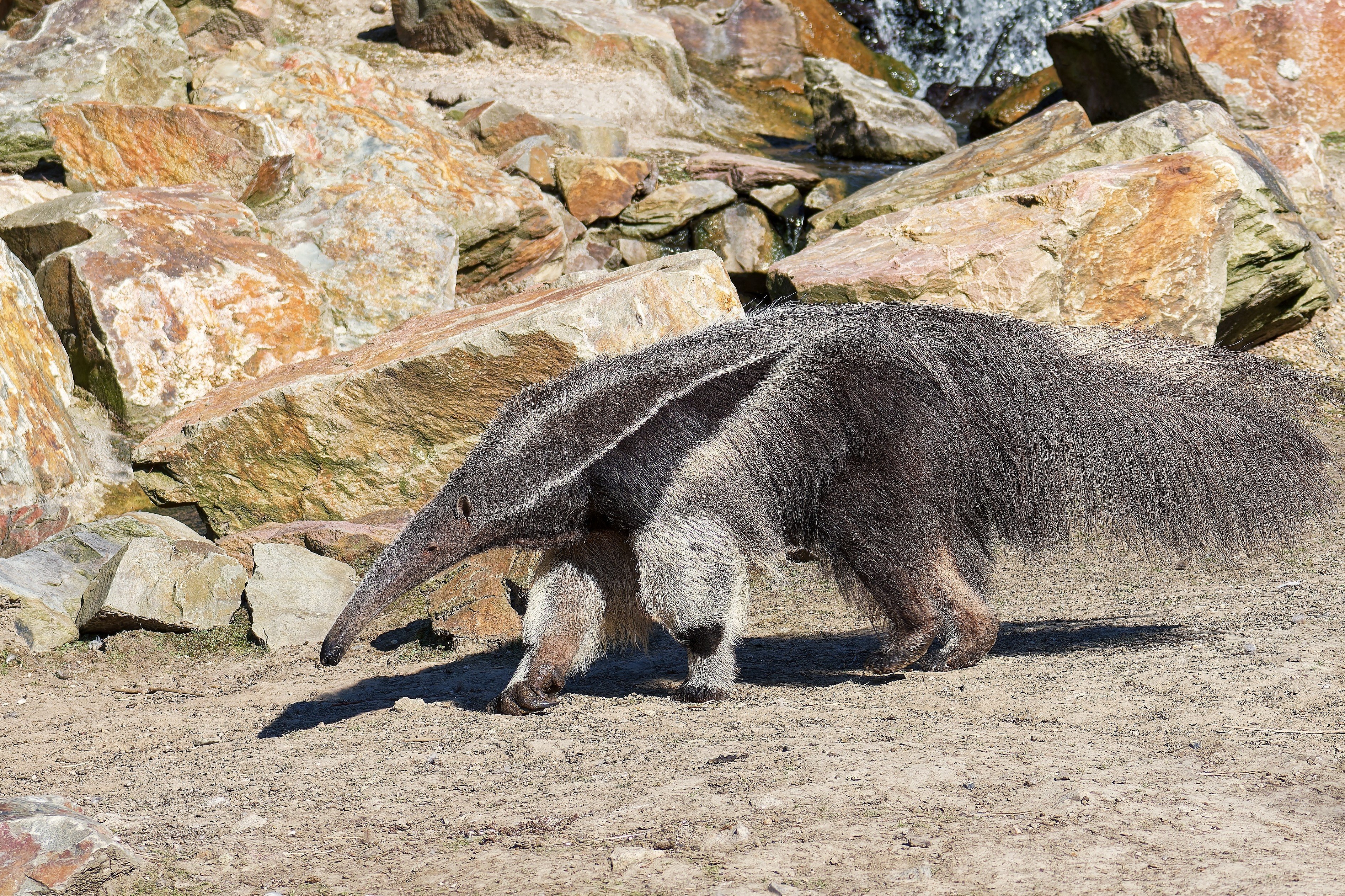 From tiny survivors to giants: how mammals thrived after the dinosaurs’ demise. Photo: Shutterstock