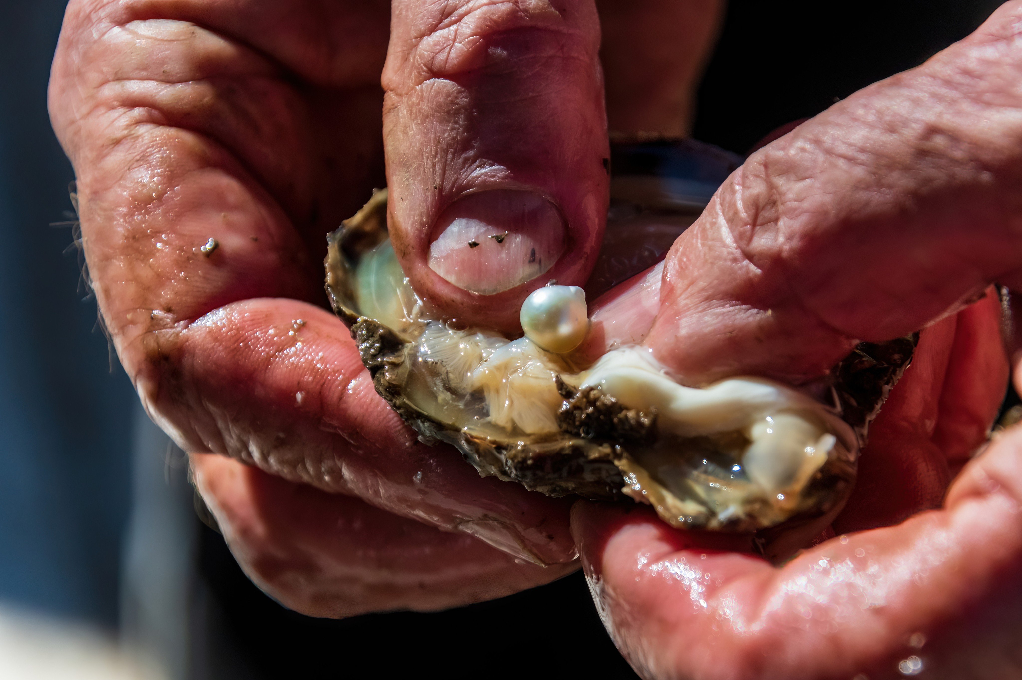 Millions of pearl oysters are being cultivated in the Xinjiang Uygur autonomous region. Photo: Shutterstock