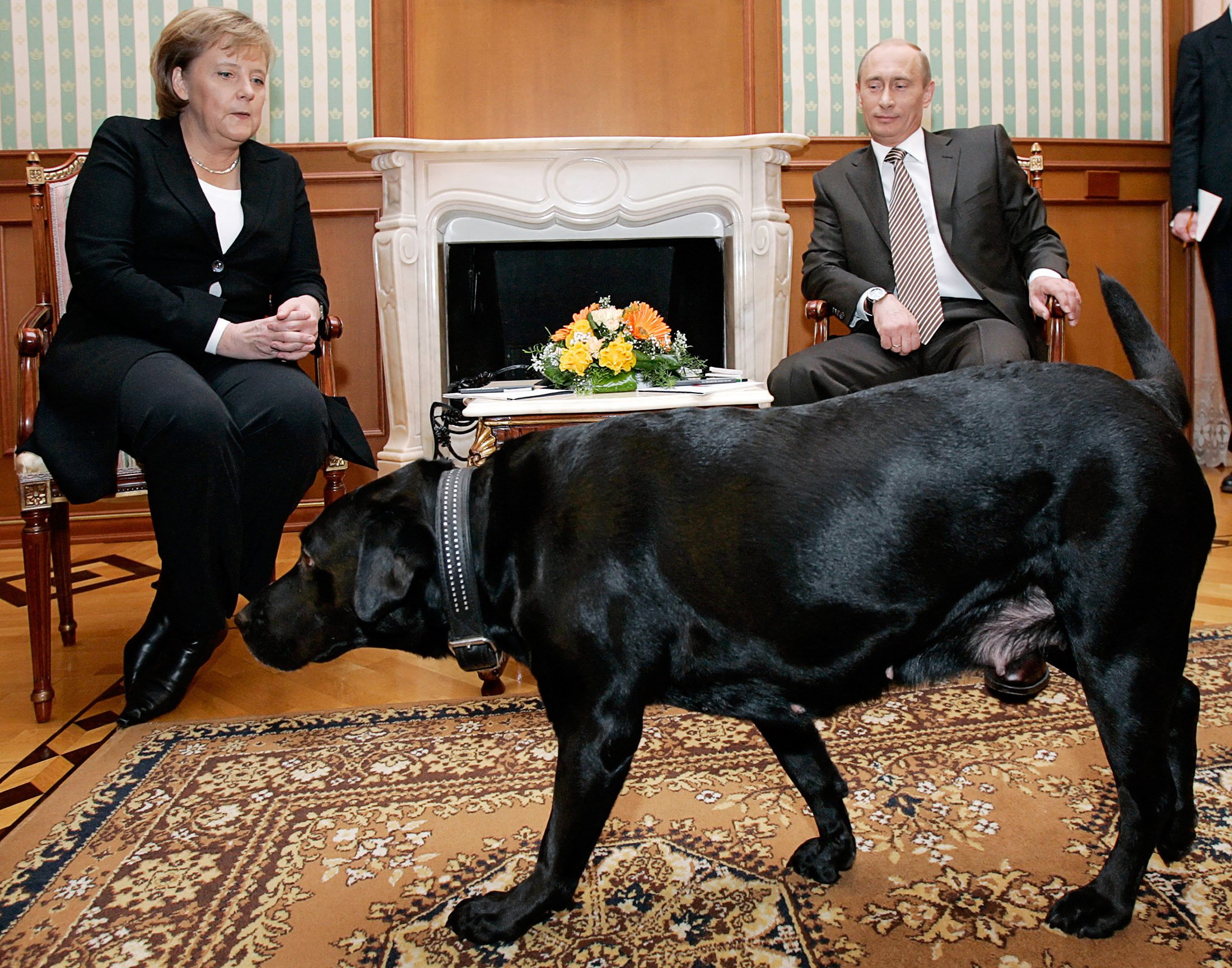 At the 2007 meeting, Vladimir Putin’s black Labrador Koni sniffed around while the German leader sat in her chair, smiling nervously. File photo: AFP