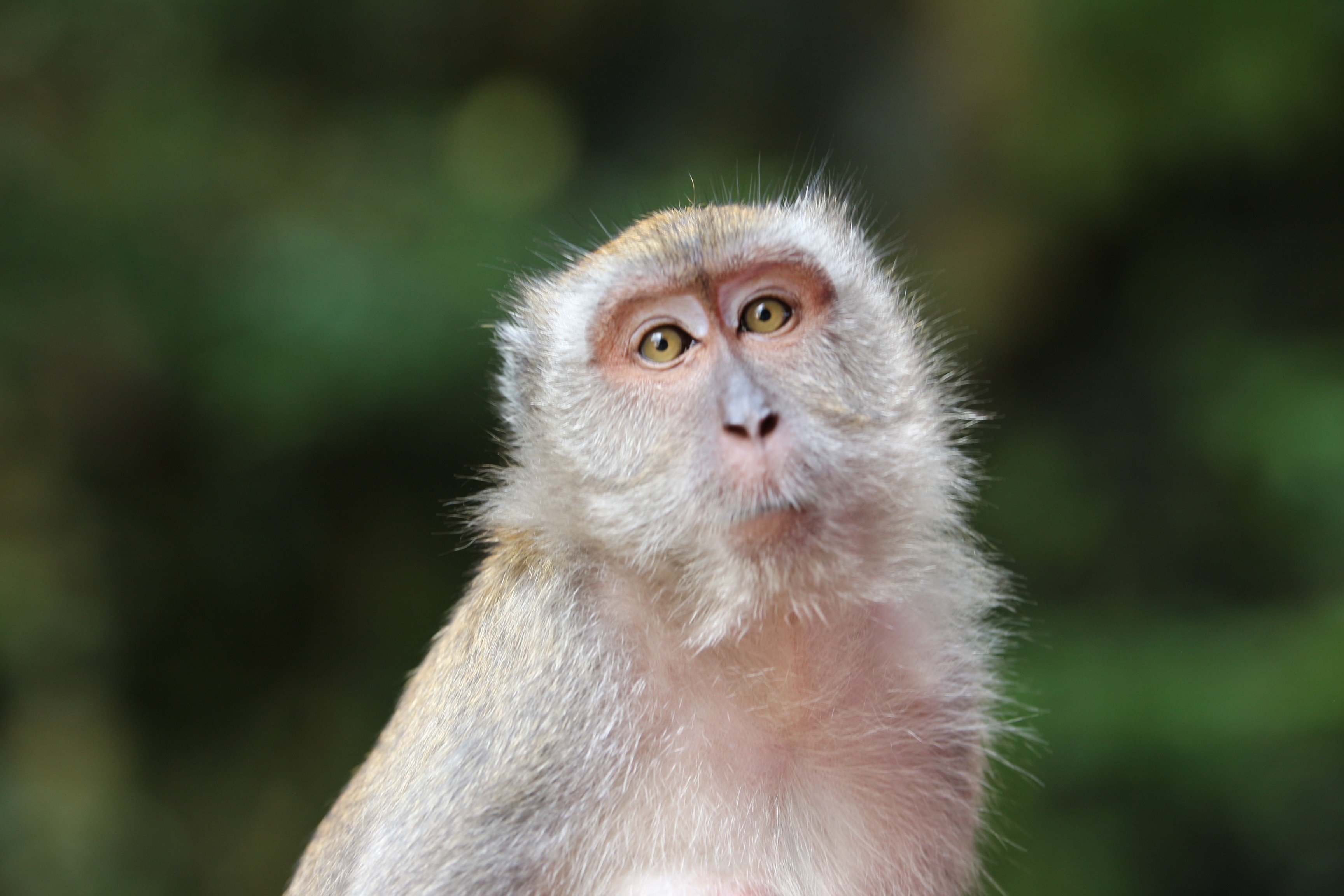 A monkey was kept alive for more than six months with a transplanted kidney. Photo: Shutterstock Images