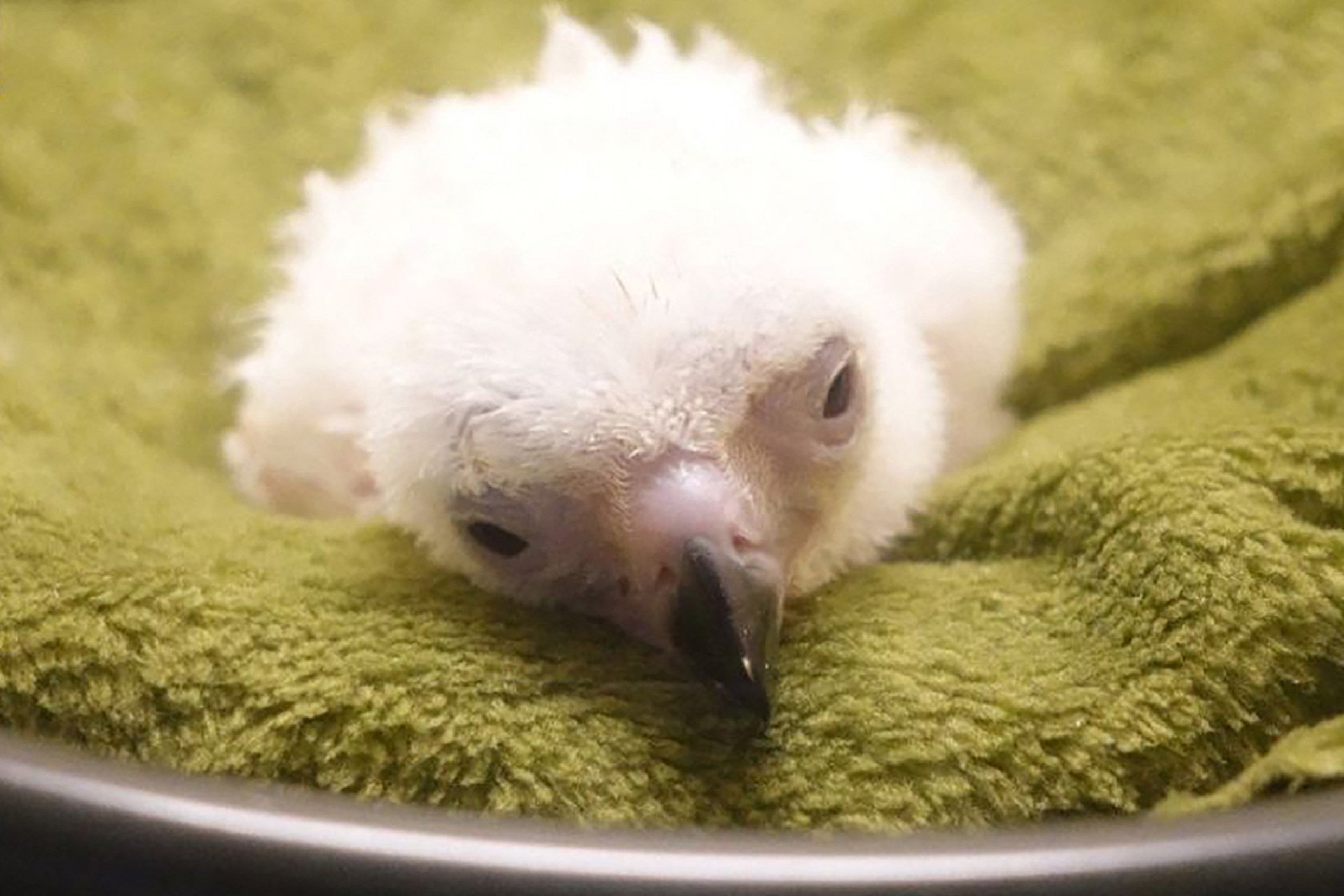 This handout photo released by the Philippine Eagle Foundation (PEF) shows chick number 30 after its hatching at the facility of the National Bird Breeding Sanctuary (NBBS) in Davao City. File photo: AFP