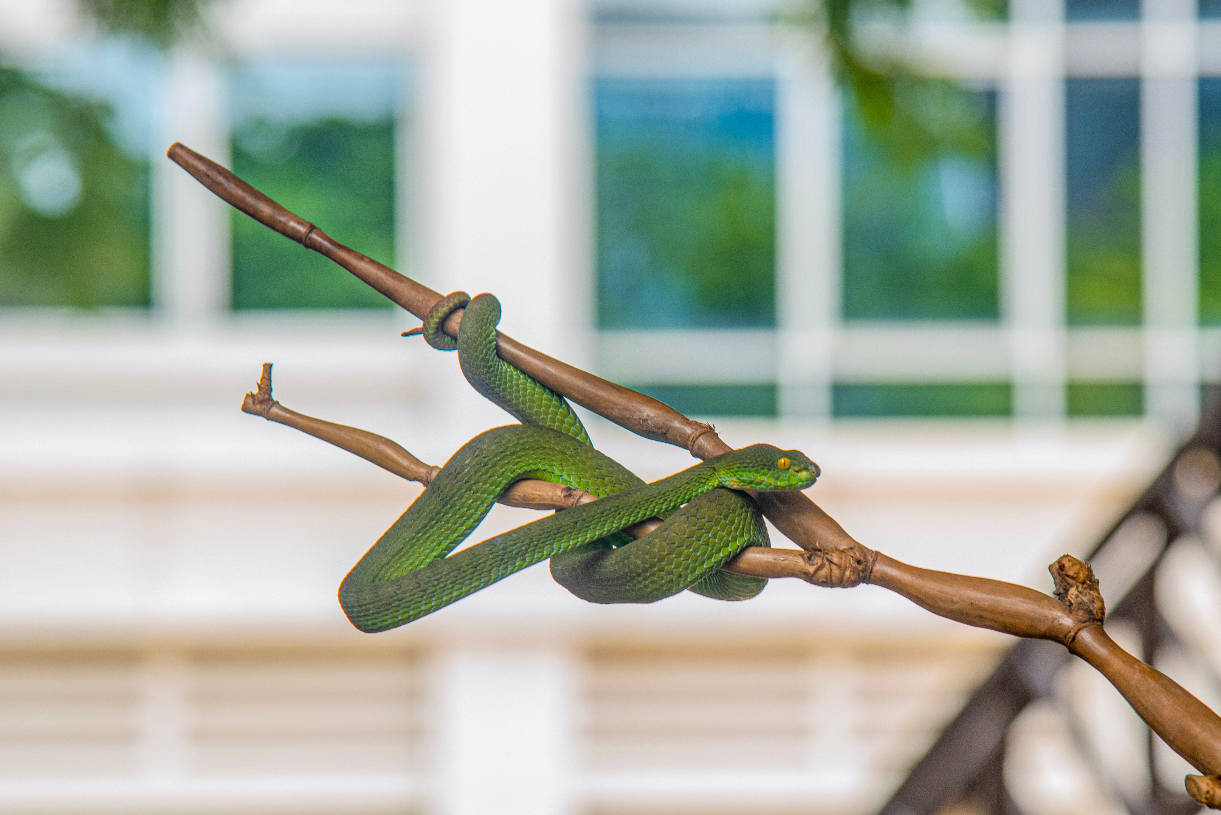 A snake at a farm in Bangkok, Thailand. The next lunar new year will be a Year of the Wood Snake, which comes around every 60 years. The previous one, in 1965, saw dynamic change and upheaval. Are we in for more of the same? Photo: Getty Images