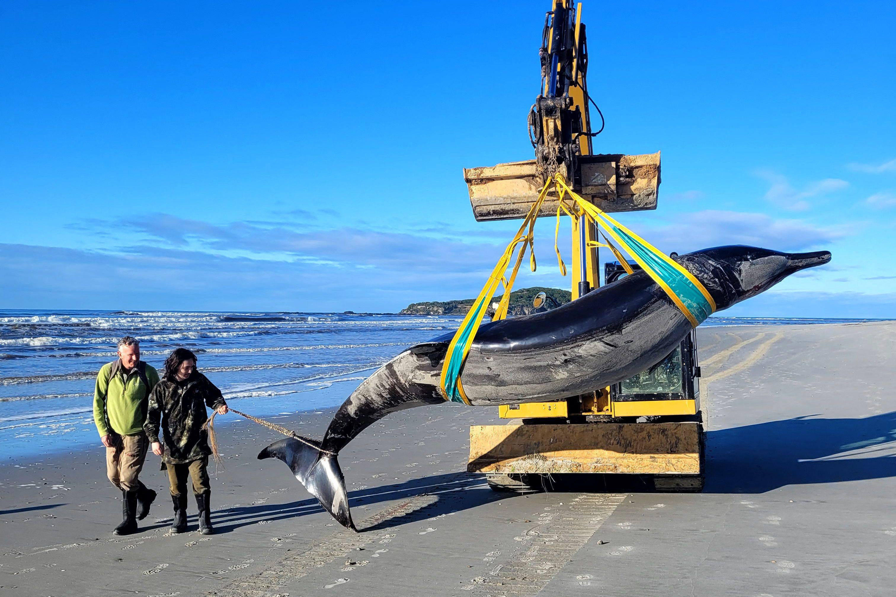 Rangers walk beside the carcass of a rare spade-toothed whale after it was discovered washed ashore on a beach in New Zealand’s southern Otago province in July. Photo: New Zealand Department of Conservation / AFP