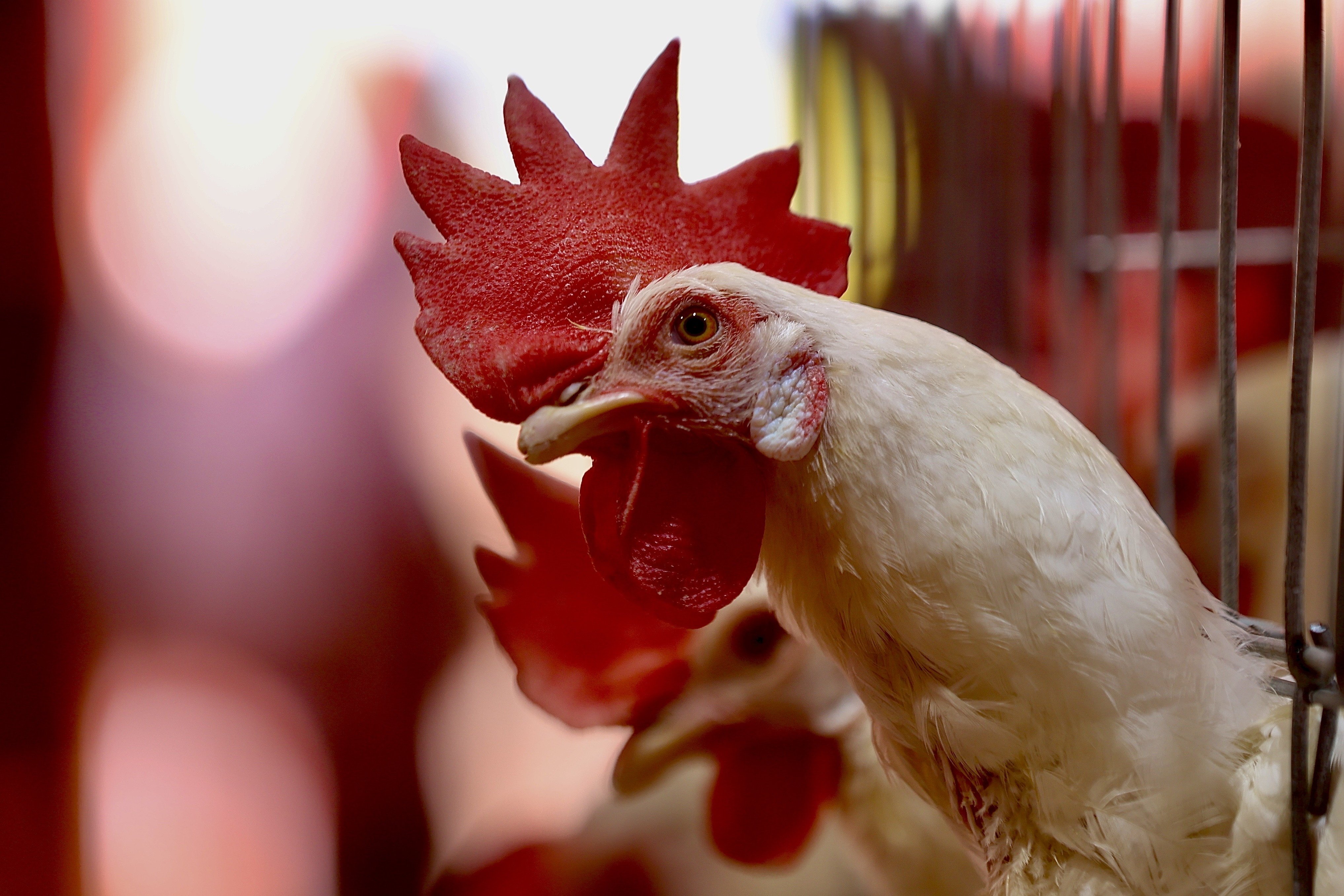 Chickens at a poultry farm. Concerns about bird flu have risen as the H5N1 strain of the virus has spread throughout US poultry and dairy farms. Photo: EPA-EFE