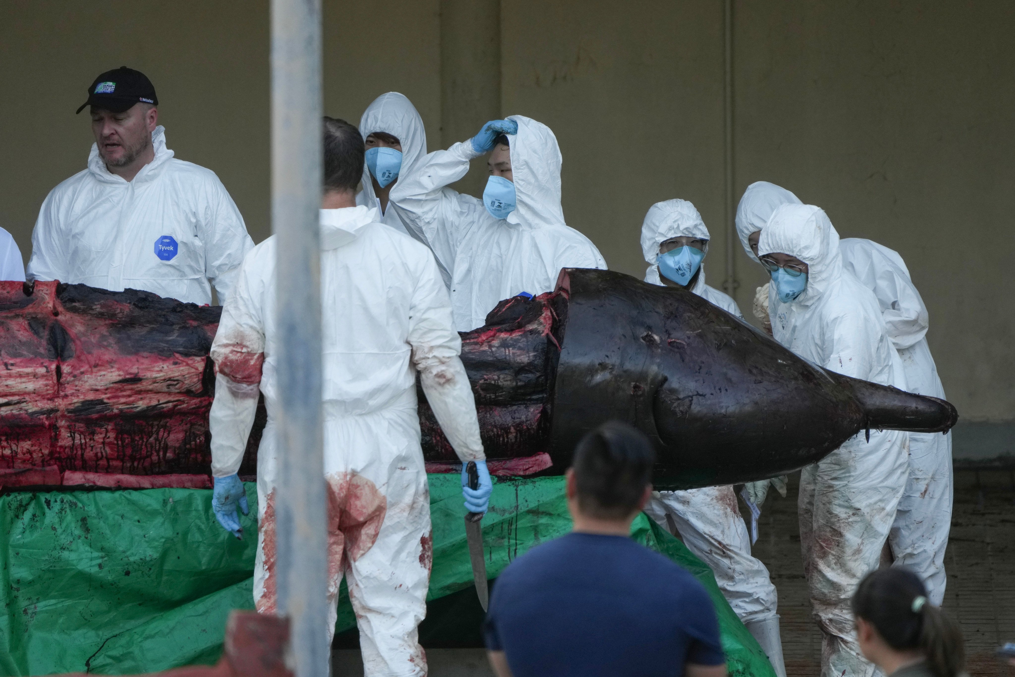 Staff from the Hong Kong Ocean Park Conservation Foundation dissect the deceased whale at the Agriculture, Fisheries and Conservation Department Marine Parks Management Centre in Shek Pik. Photo: Eugene Lee