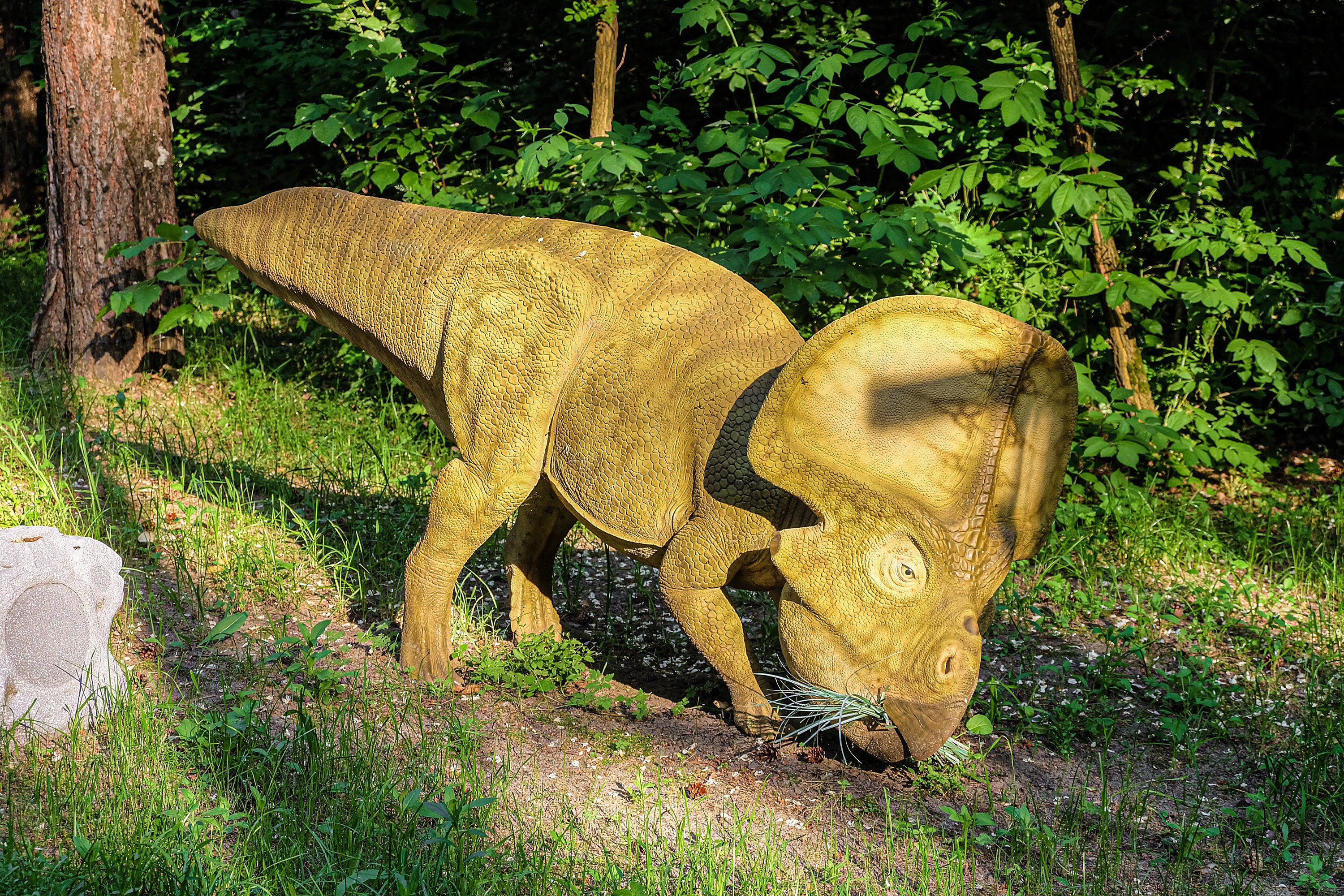 Protoceratops had a less sensitive sense of smell than earlier ceratopsian dinosaurs, showing a clear decline. Could humans be going the same way? Photo: Shutterstock