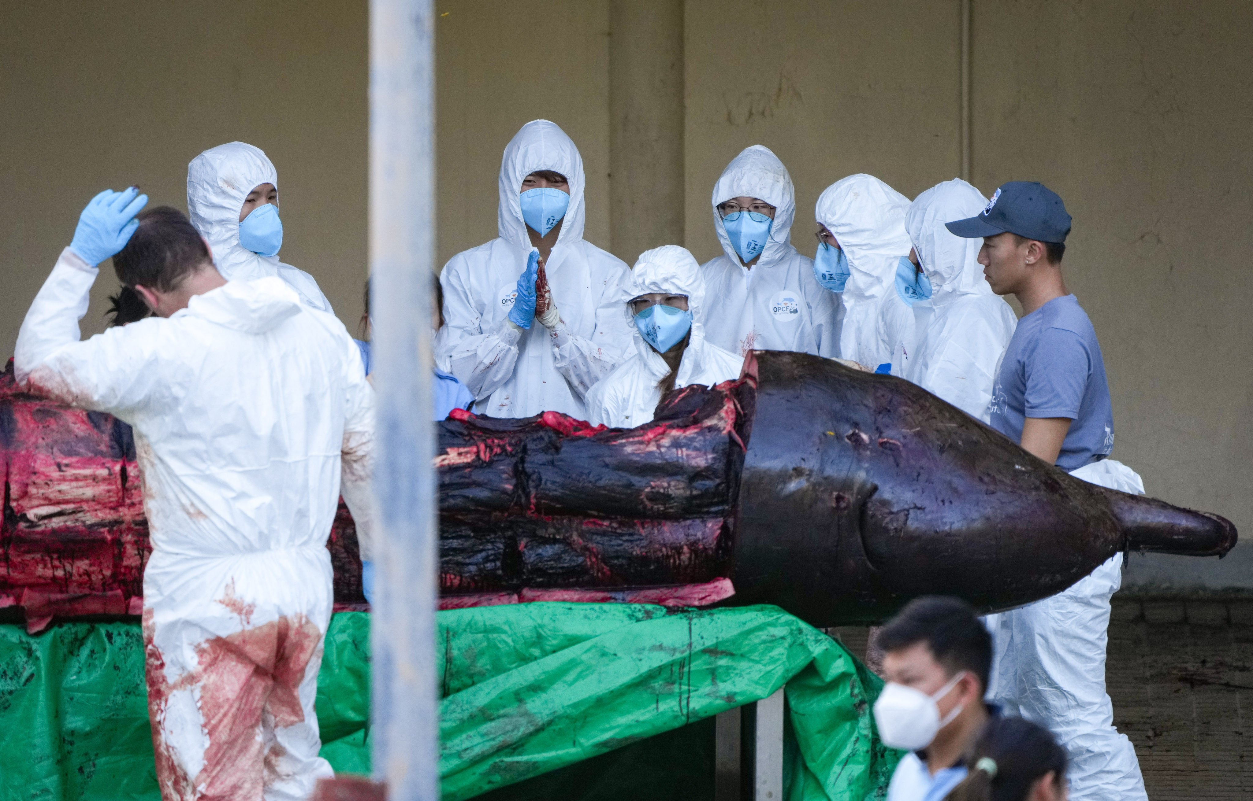 Staff from the Hong Kong Ocean Park Conservation Foundation dissect the whale that died on Sunday. Photo: Eugene Lee
