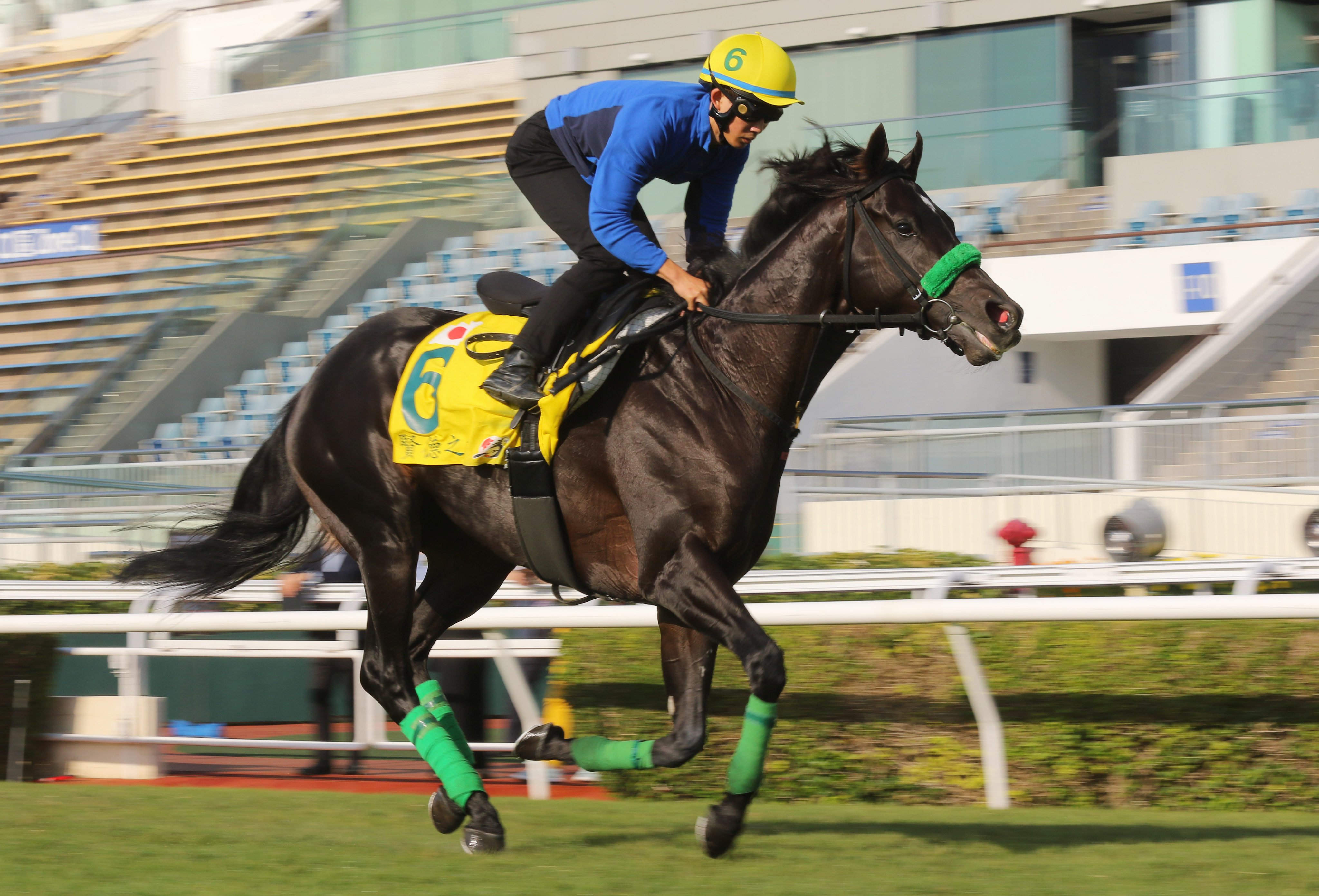 Hong Kong Sprint runner Lugal works on the turf at Sha Tin on Monday morning. Photos: Kenneth Chan